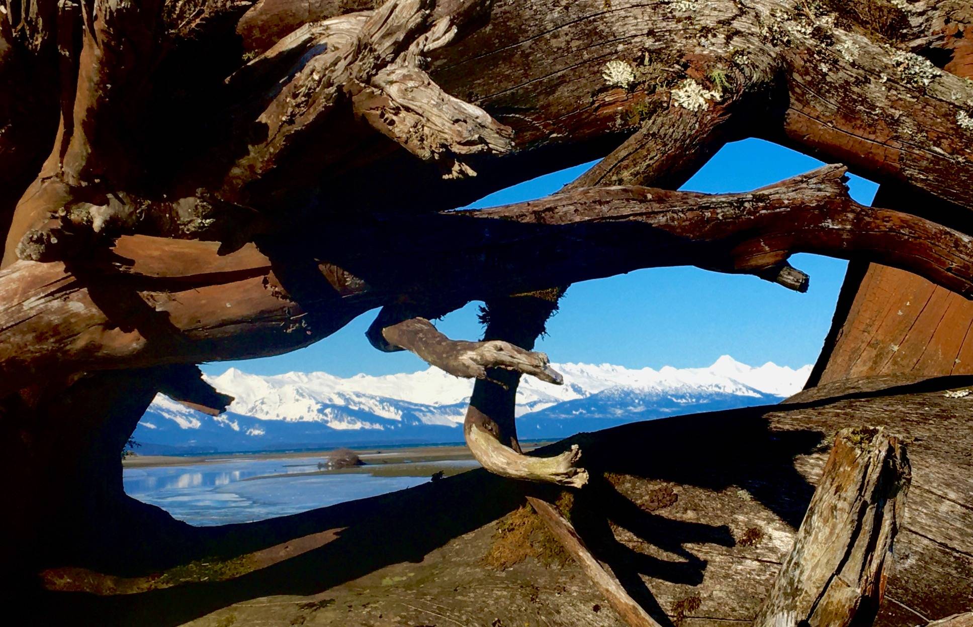 The Chilkats can be seen through beached driftwood along Eagle River in this photo taken on on Wednesday, April 1. (Courtesy Photo | Denise Carroll)