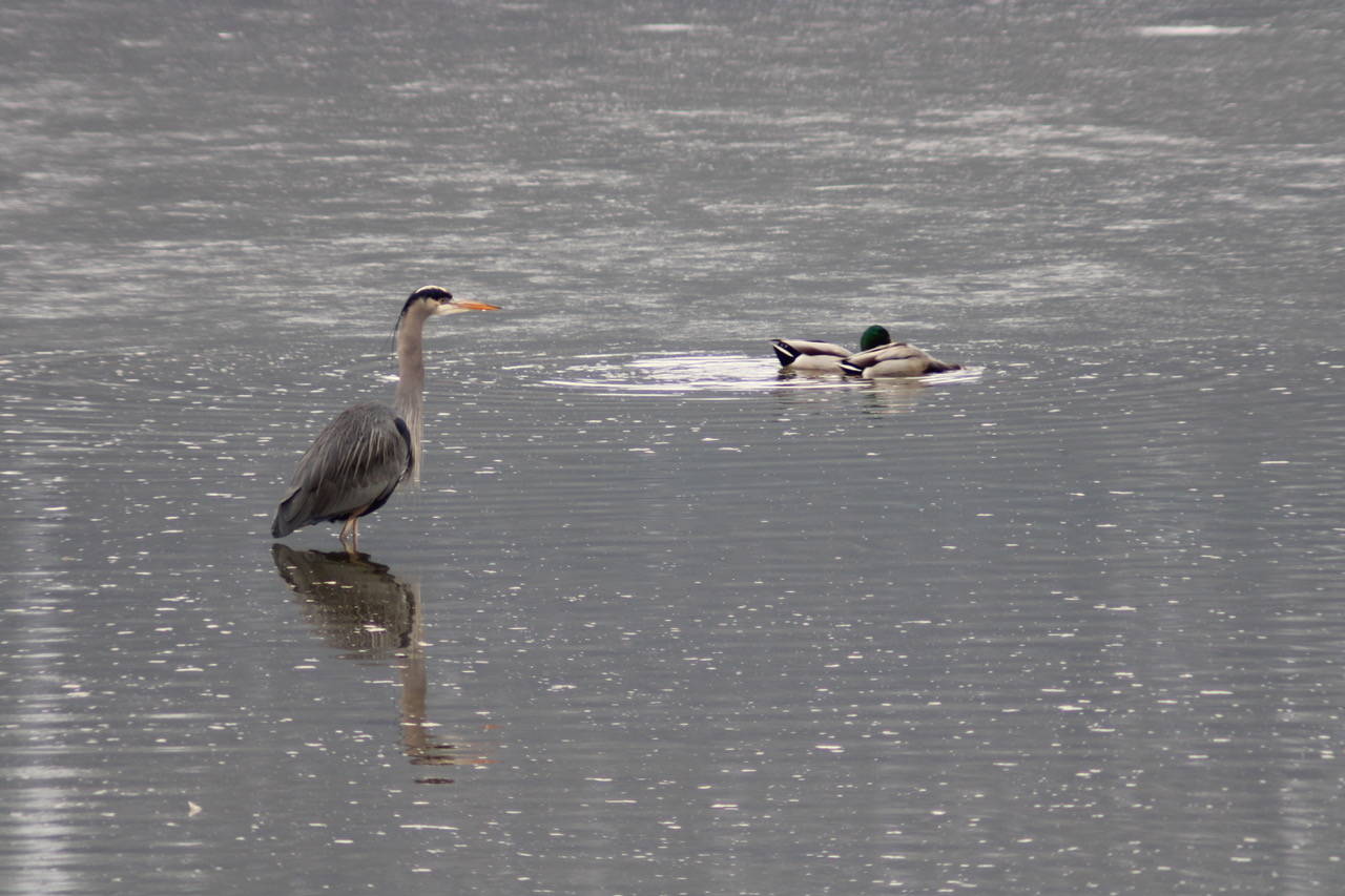 A heron stands in a pond on the wetlands airport trail in this photo shared March 18, 2020. (Courtesy Photo | Carolyn Kelley)