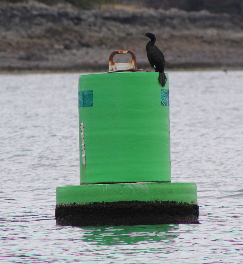 A pelagic cormorant can be seen near Coglin Island, on April 9, 2020 Coglin Island. ( Courtesy Photo | Carolyn Kelley)