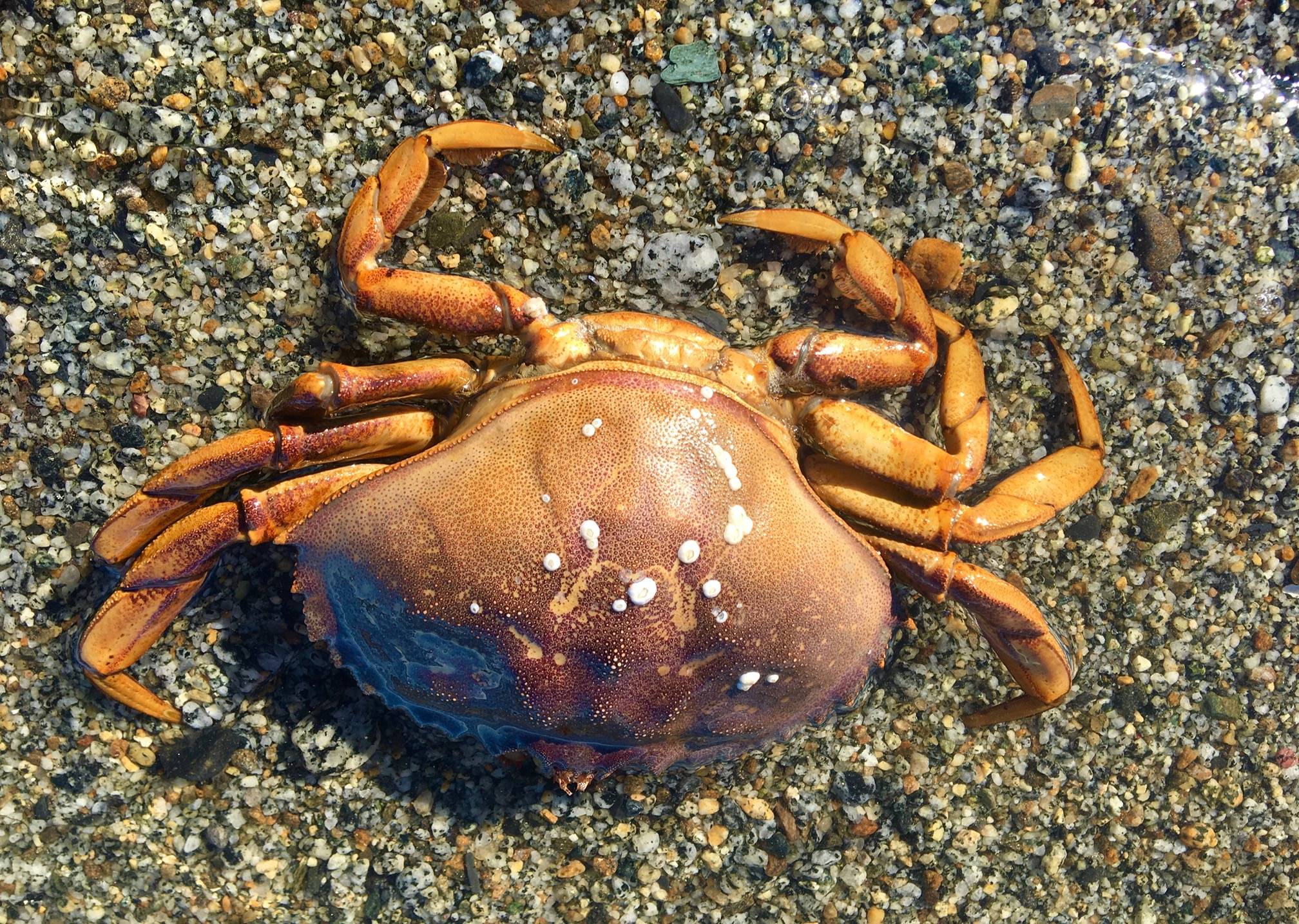 A Dungeness crab wades in the shallow waters of Boy Scout Beach on April 18, 2020. (Courtesy Photo | Denise Carroll)