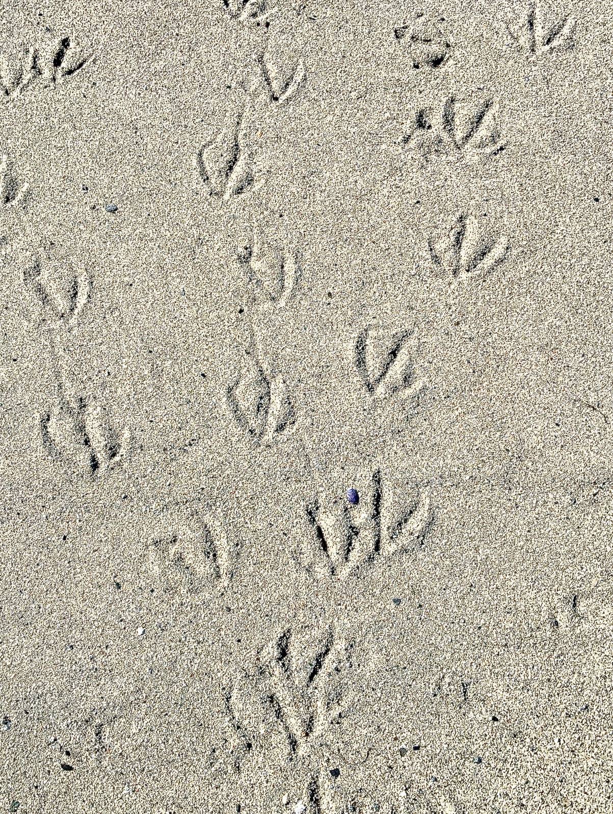 Evidence of a Canada geese line dance is visible on Boy Scout beach sand on April 18, 2020. (Courtesy Photo | Denise Carroll)