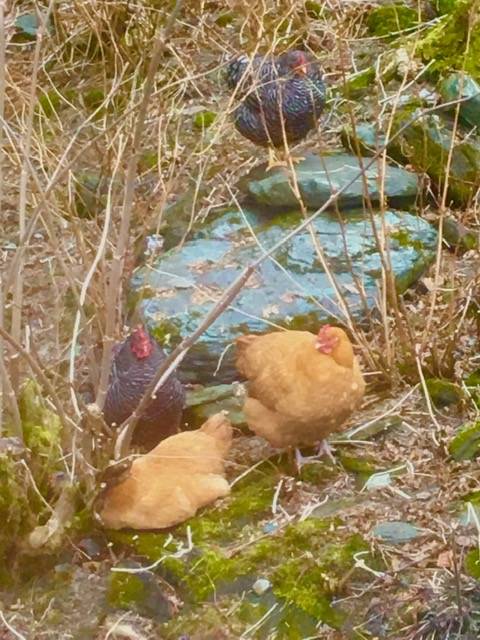 Wildlife visits Denise Carroll’s backyard on April 5. “We don’t have any chickens,” Carroll said in an email. (Courtesy Photo | Denise Carroll)