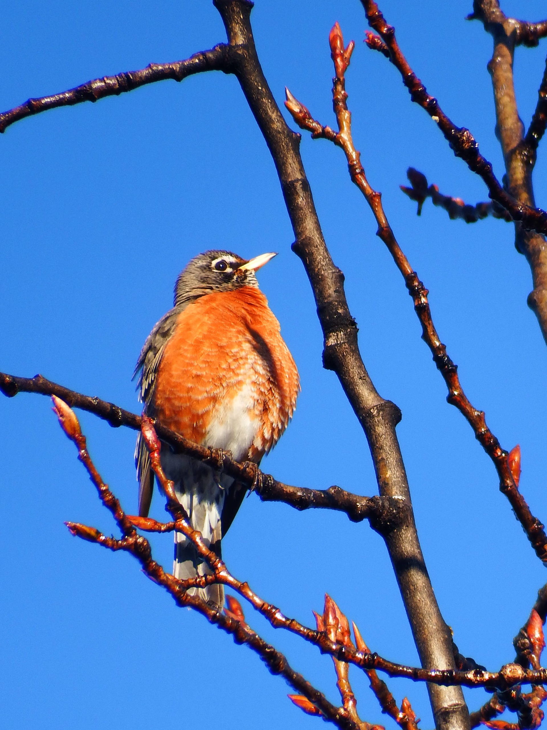 A robin sings on the top of an alder on April 17. (Courtesy Photo | Linda R. Shaw)