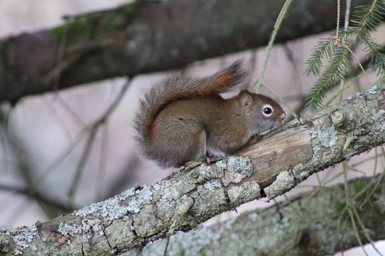 A squirrel along makes its way along a branch Monday, April 14, at the Airport Emergency Vehicle Access Road. (Courtesy Photo | Carolyn Kelley)
