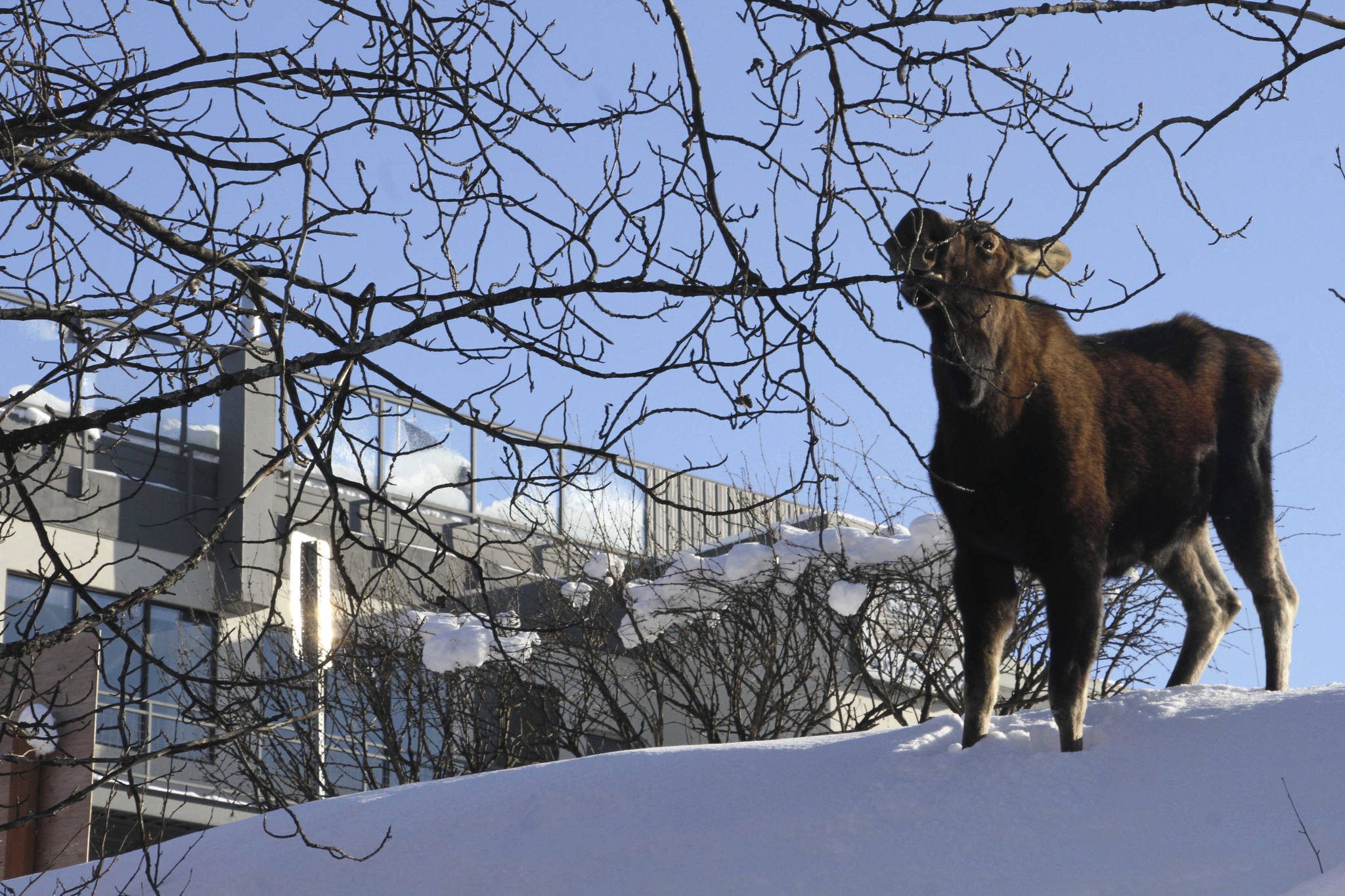 In this February photo, a moose munches on a tree in downtown Anchorage, Alaska. Alaska wildlife officials have a message for residents: Please don’t feed the moose. State Fish and Game officials said Wednesday, April 1, 2020, they’ve seen an uptick in people feeding moose such foods as carrots and apples after a heavy snow season that left many of animals thin and nutritionally vulnerable. Plus, intentionally feeding moose is illegal, and can result in a misdemeanor violation of state game feeding laws. Unintentional feeding can result in a $300 ticket from Alaska Wildlife Troopers. (AP Photo | Mark Thiessen, File)