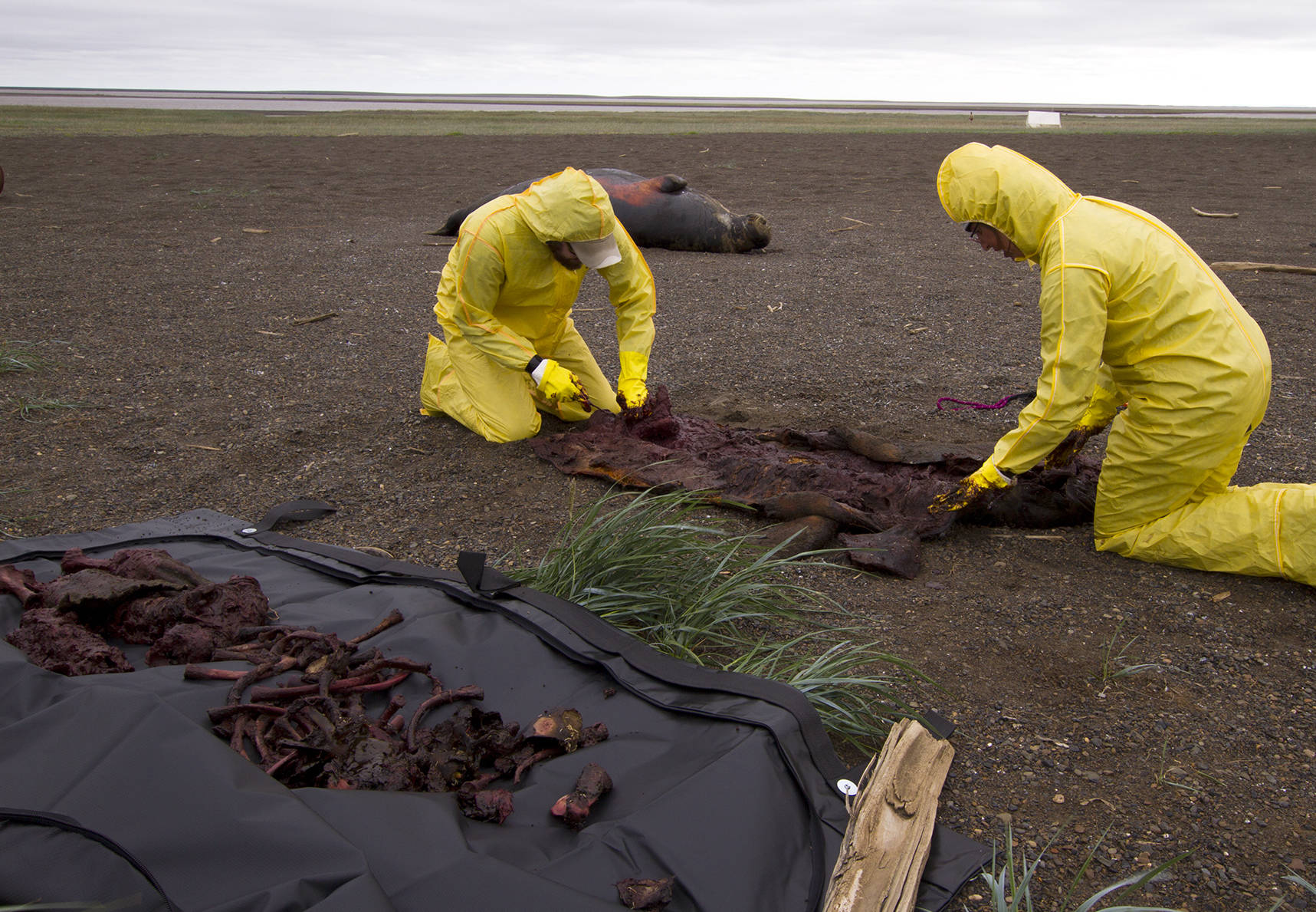 Casey Clark and Nicole Misarti, right, remove the bones from a walrus that was trampled by other walruses near Point Lay in 2015. (Courtesy Photos| Kelsey Gobroski, UA Museum of the North)