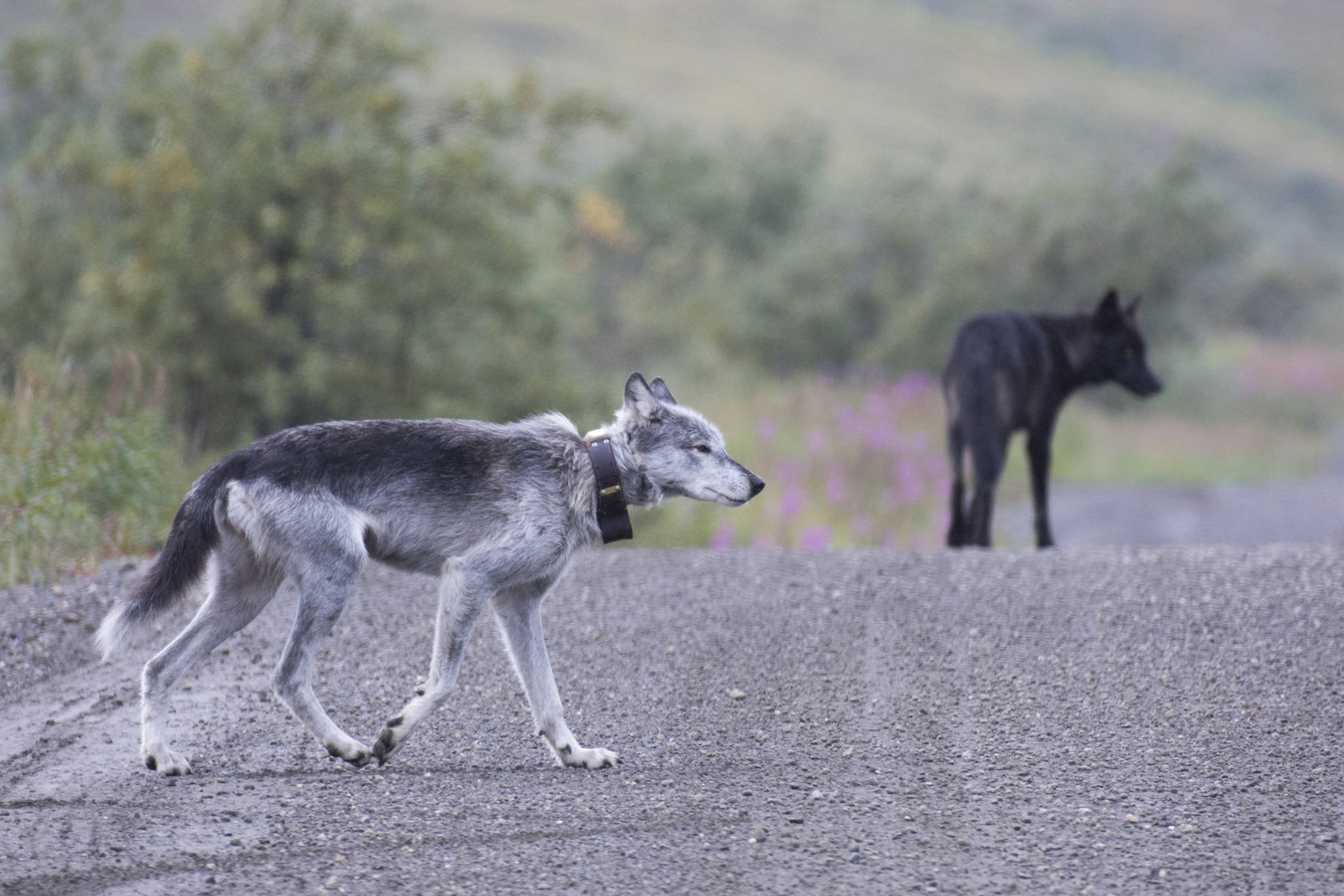 Riley the wolf on the Denali Park Road with one of her packmates in 2017. (Courtesy Photo | National Park Service)