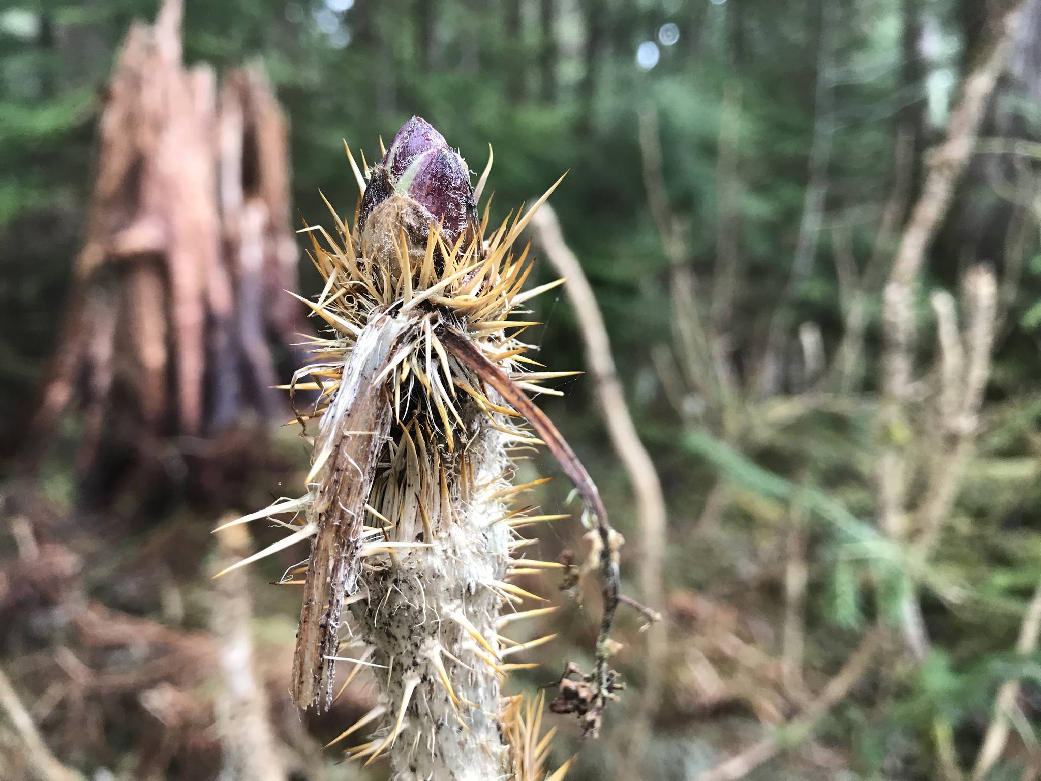 A Devil’s club bud hints at spring in Wrangell. (Vivian Faith Prescott | For the Capital City Weekly)
