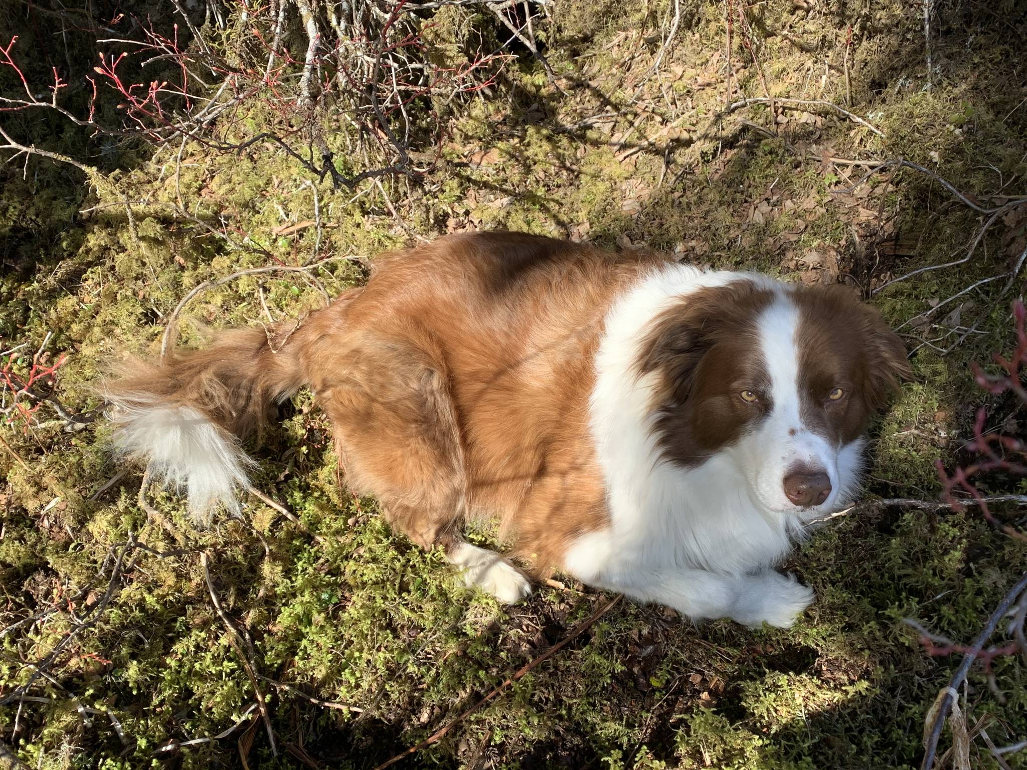 Oscar rests in the warm spring muskeg. (Vivian Faith Prescott | For the Capital City Weekly)
