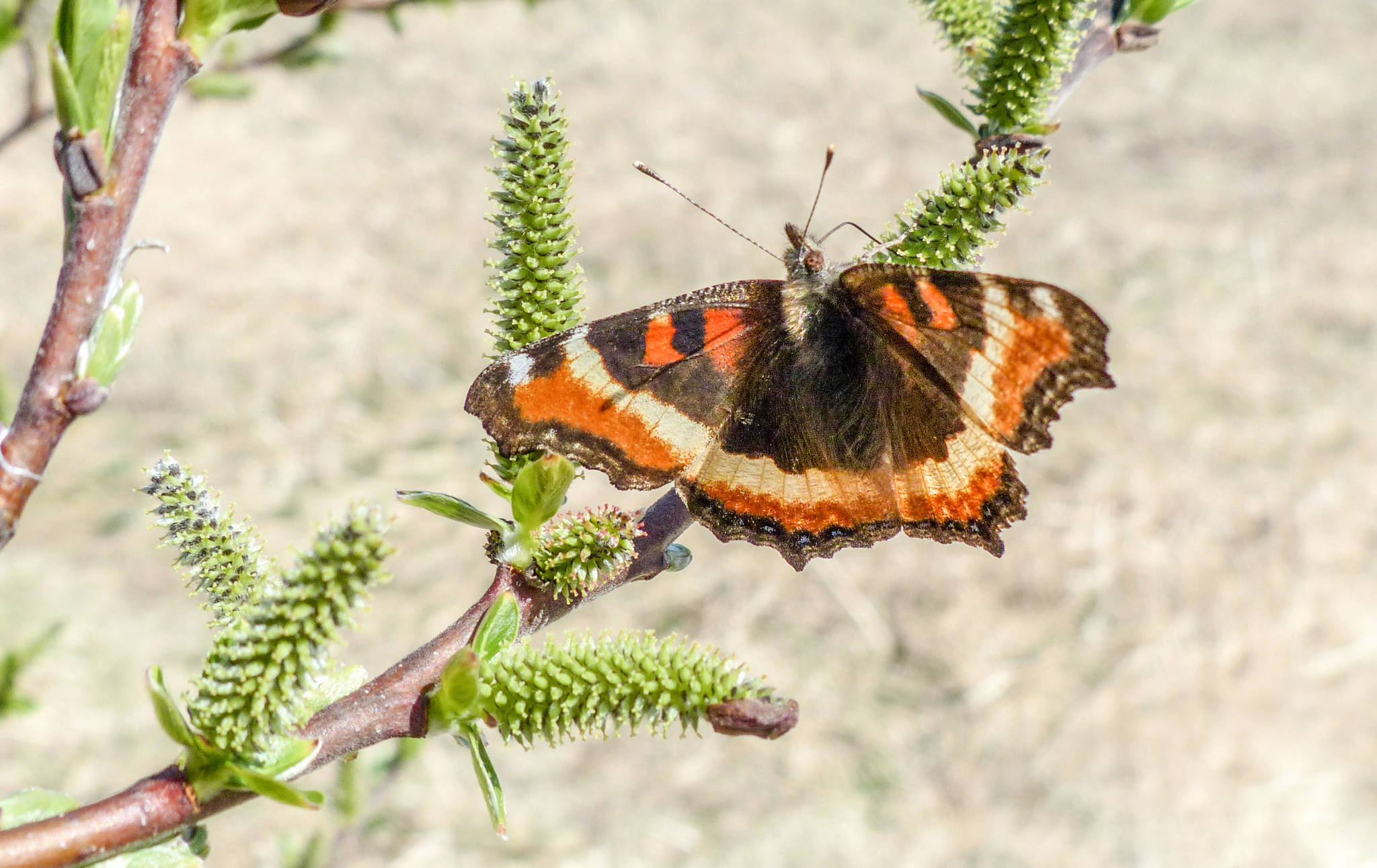 A Milbert’s tortoiseshell butterfly spreads its wings. (Courtesy Photo | Kerry Howard)