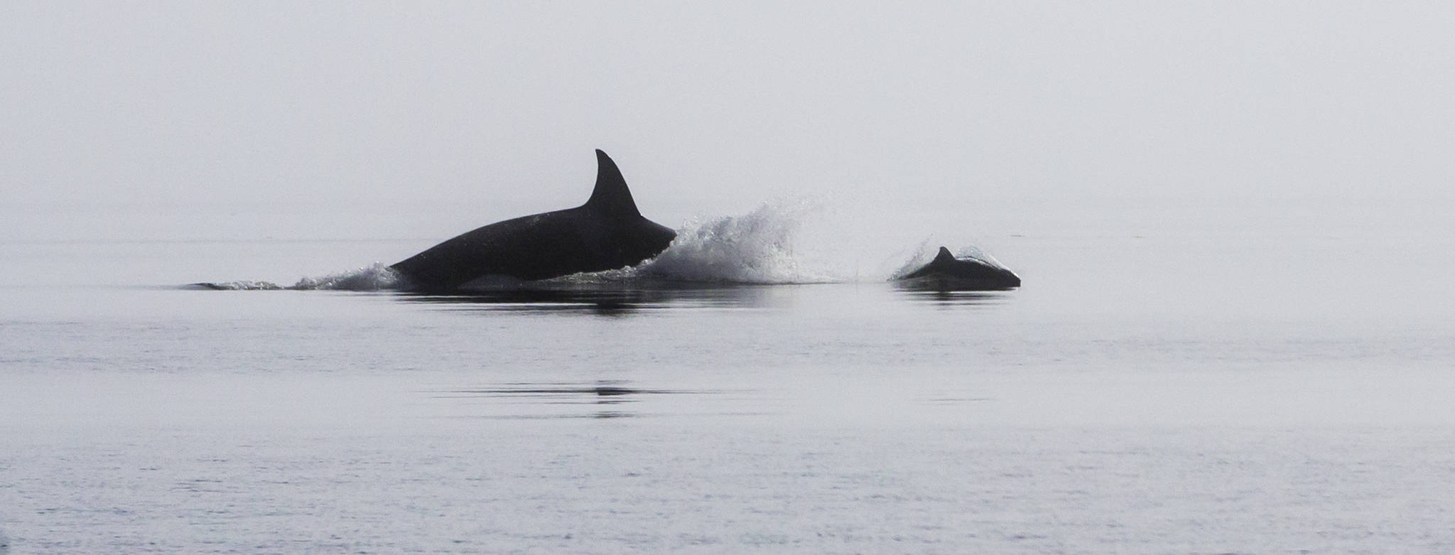 The silhouettes of a harbor porpoise and orca rise above the surface of the water in Lynn Canal on April 18. (Courtesy Photo | Jack Beedle)