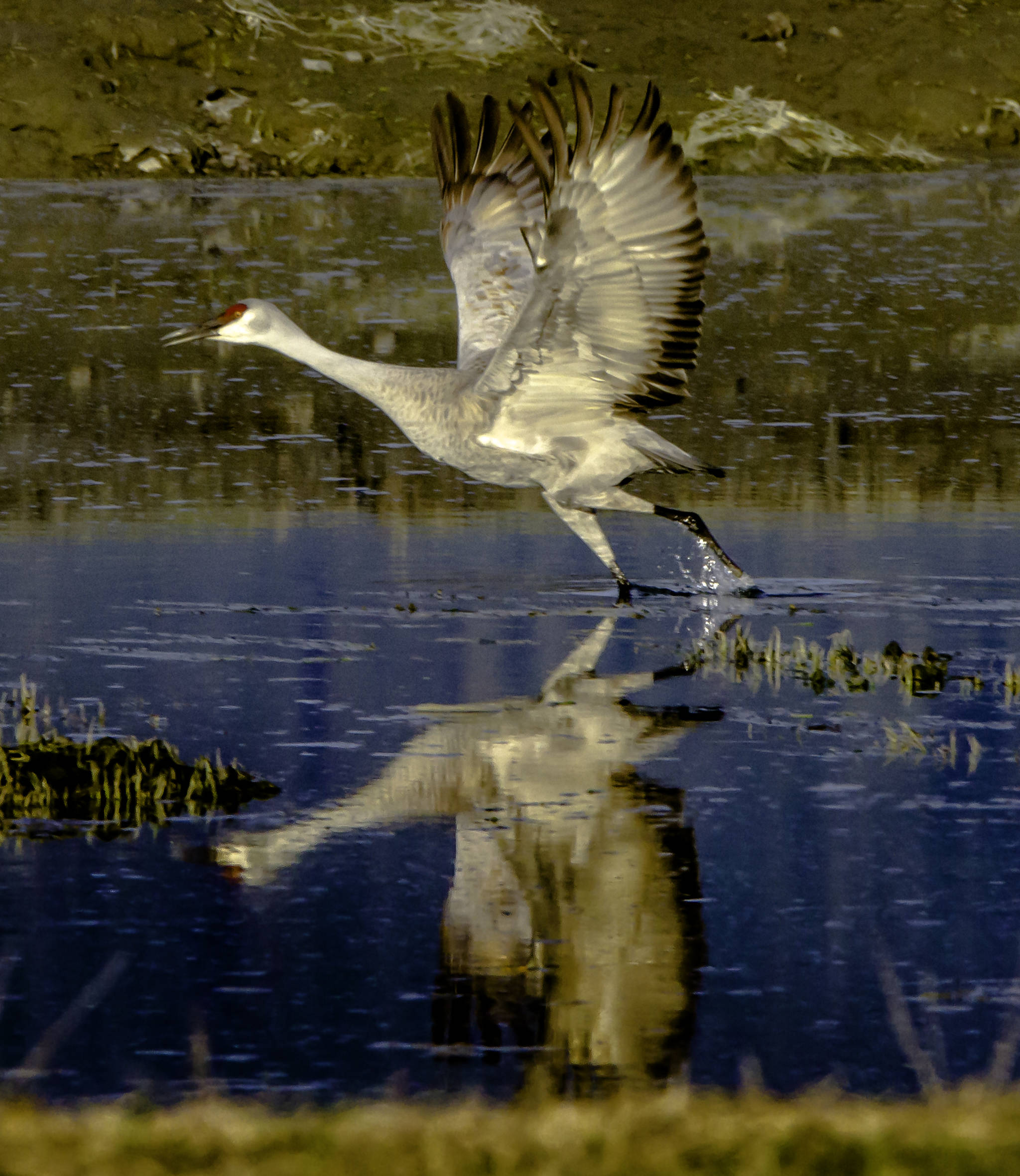 A sandhill crane takes off from the Mendenhall Wetlands on May 10. (Courtesy Photo | Jack Beedle)
