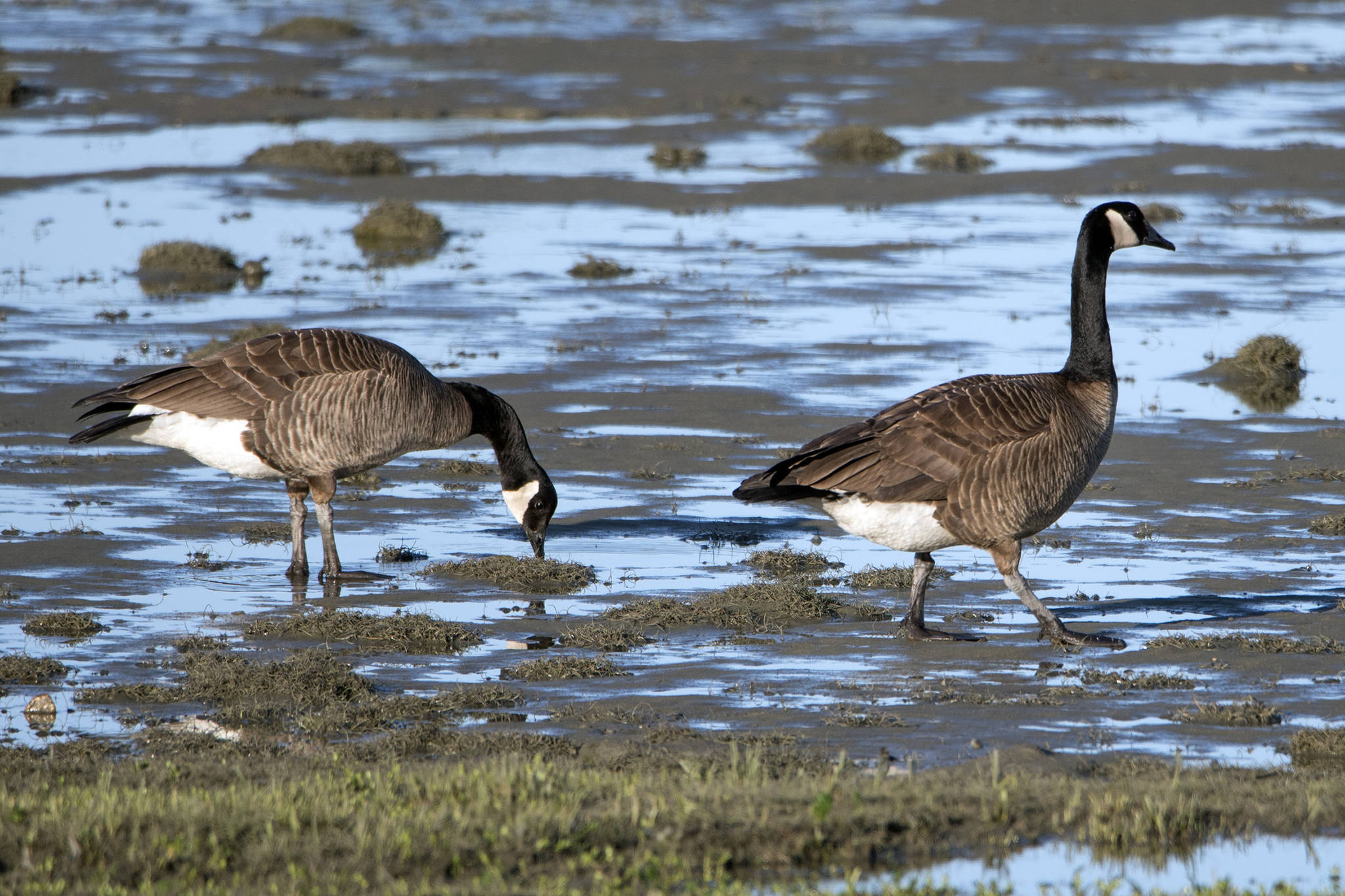 Canada geese stand on Eagle Beach tidal mud. (Courtesy Photo | Kenneth Gill, gillfoto)