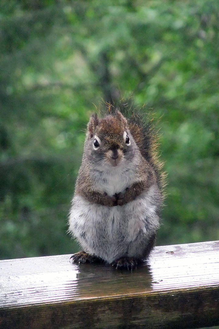 A red squirrel sits on the hand rail of a porch on Tuesday, May 26. “He/she is very cute,” writes reader Gary Miller. (Courtesy Photo | Gary Miller)