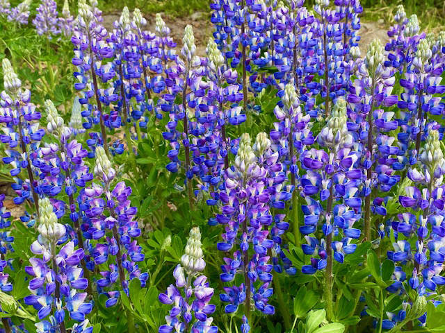 A field of lupine off West Glacier Trail on May 29. (Courtesy Photo | Denise Carroll)