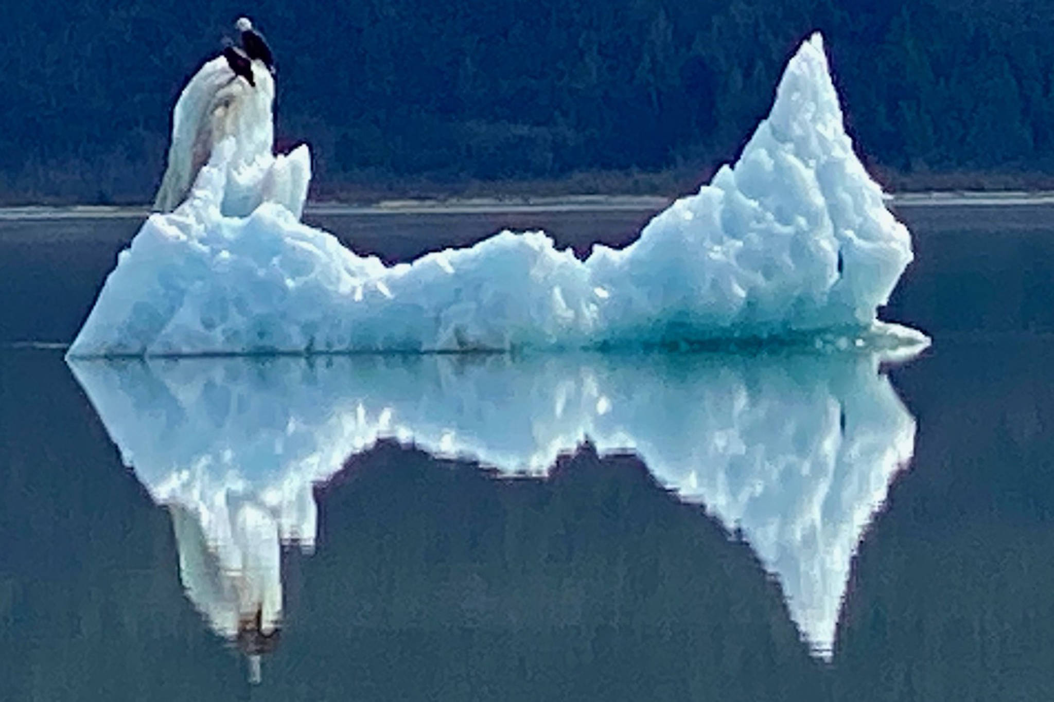 An adult bald eagle perches on an iceberg in Mendenhall Lake on May 8. (Courtesy Photo | Denise Carroll)