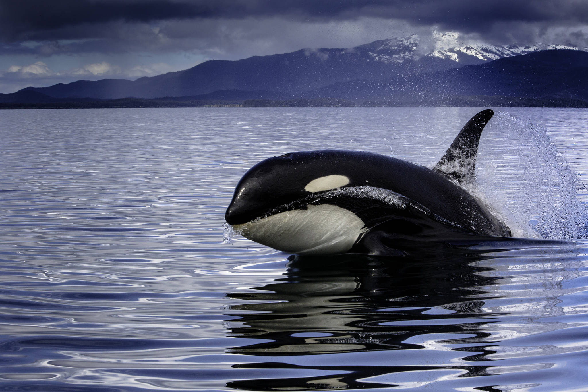 <strong></strong>An orca peers above the water near Point Retreat in Southern Lynn Canal. (Courtesy Photo | Jack Beedle)