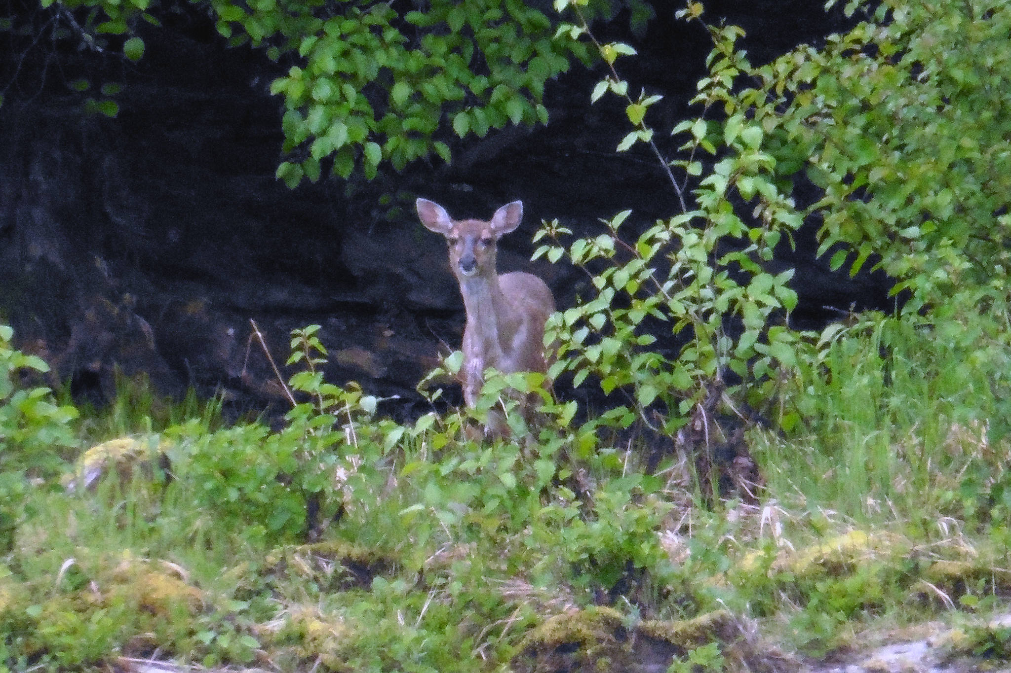 A young Sitka Blacktail doe on the Mendenhall riverbank near Marion Drive on May 30, 2020. (Courtesy Photo | David Athearn)