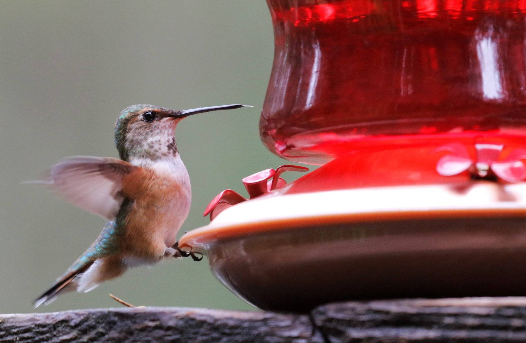A rufous hummingbird visits a feeder on May 3. (Courtesy Photo | Linda Shaw)