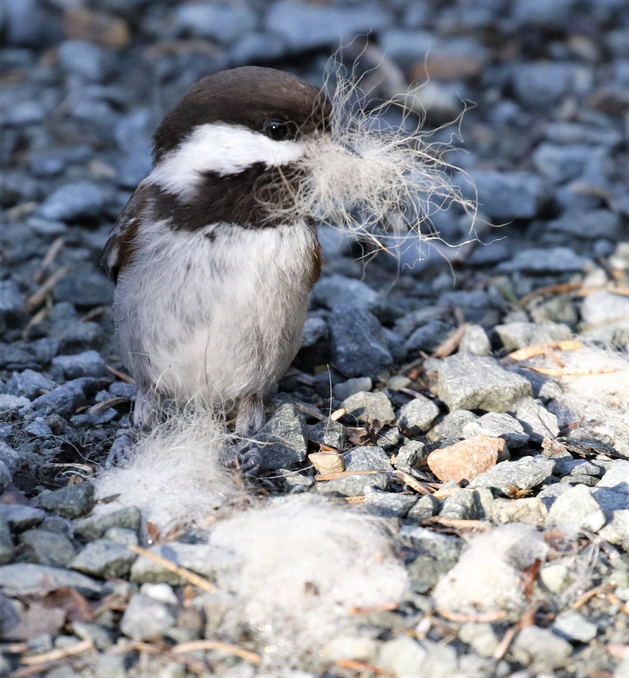 A chestnut sided chickadee collects shed dog hair from last winter for its nest on the Tolch Rock Trail on May 10. (Courtesy Photo | Linda Shaw)