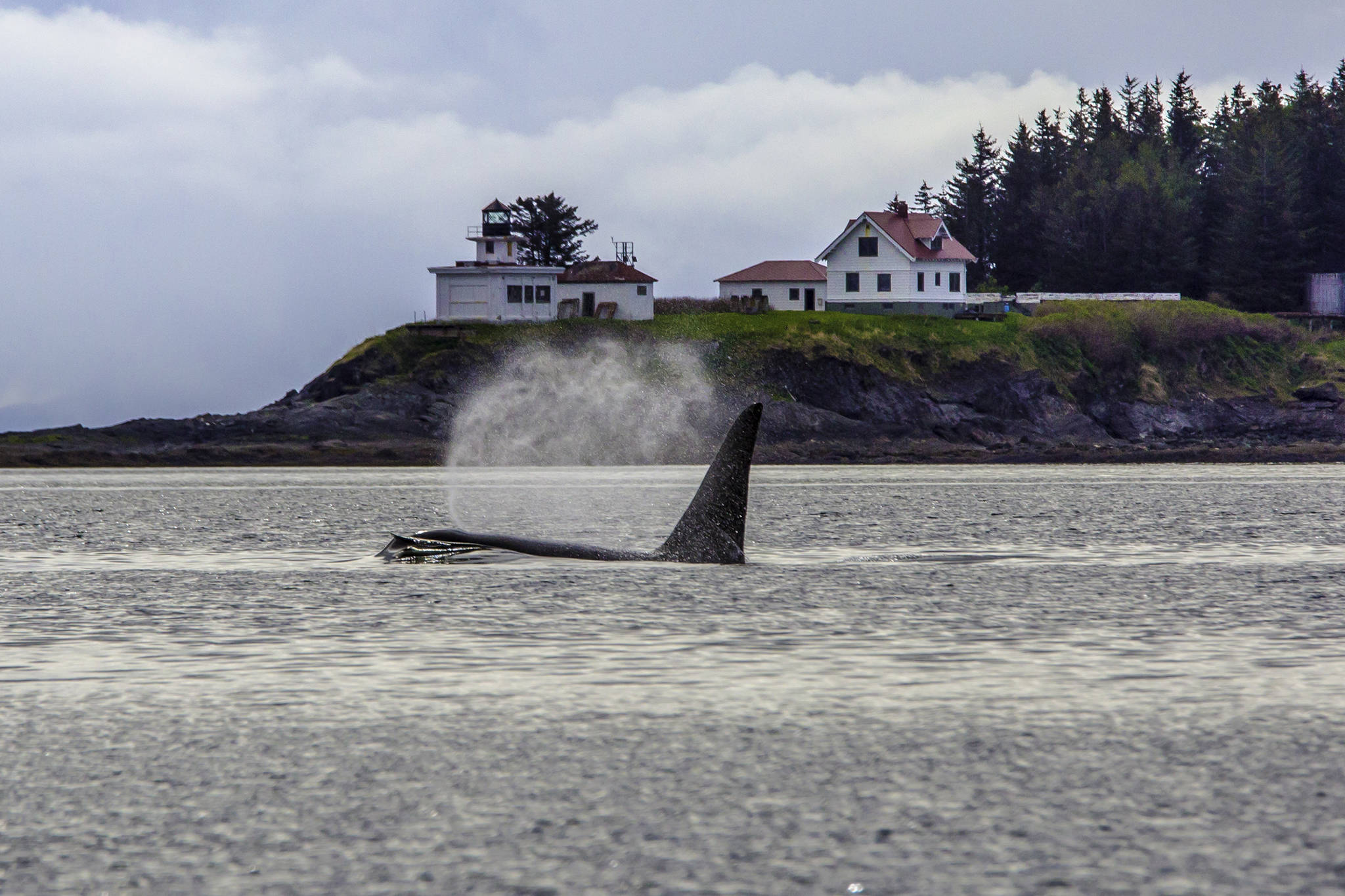 An orca sends mist into the air near Point Retreat in Southern Lynn Canal. (Courtesy Photo | Jack Beedle)