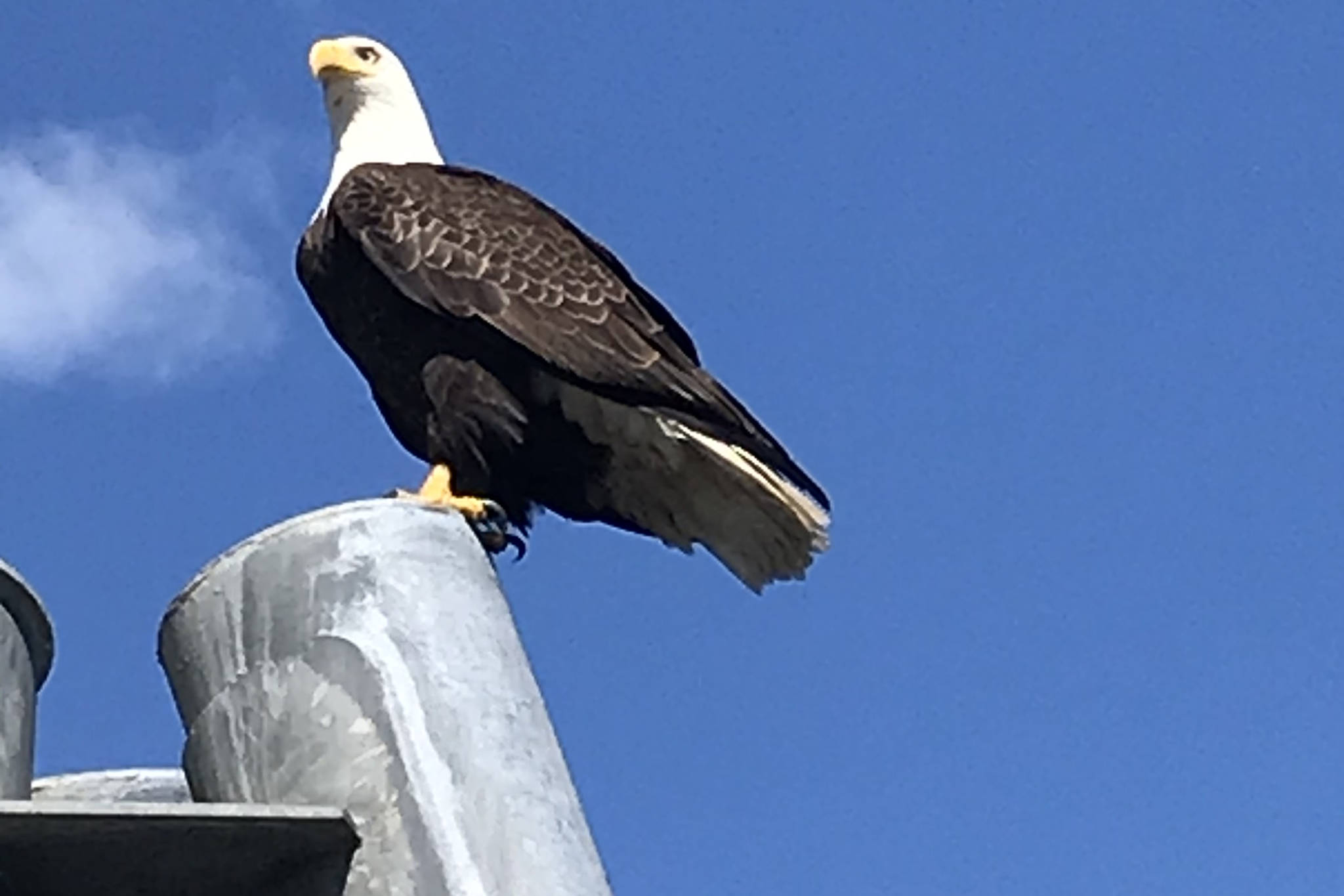 An eagle perches near the Juneau Empire office on Thursday. (Courtesy Photo | Dawn Keck)