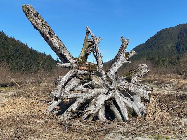 Driftwood sculpture as seen along Eagle River on May 2. (Courtesy Photo | Denise Carroll)