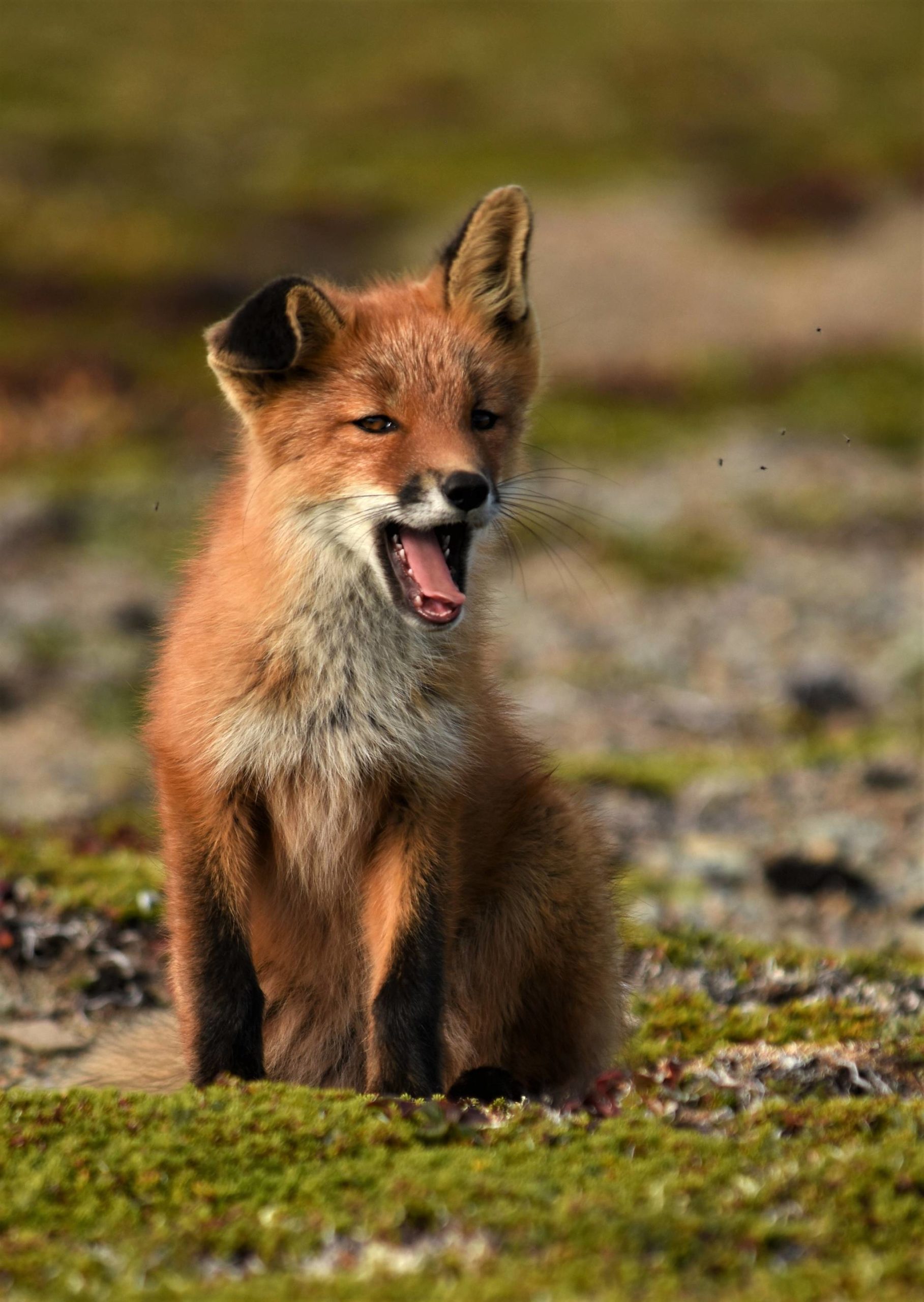 A yawning kit fox has a floppy puppy ear. Katmai National Park in September, 2016. (Courtesy Photo | Linda Shaw)