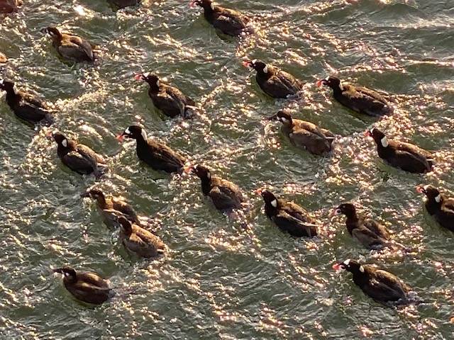 Surf scoters scurry across the downtown boat harbor on May 12. (Courtesy Photo | Denise Carroll)