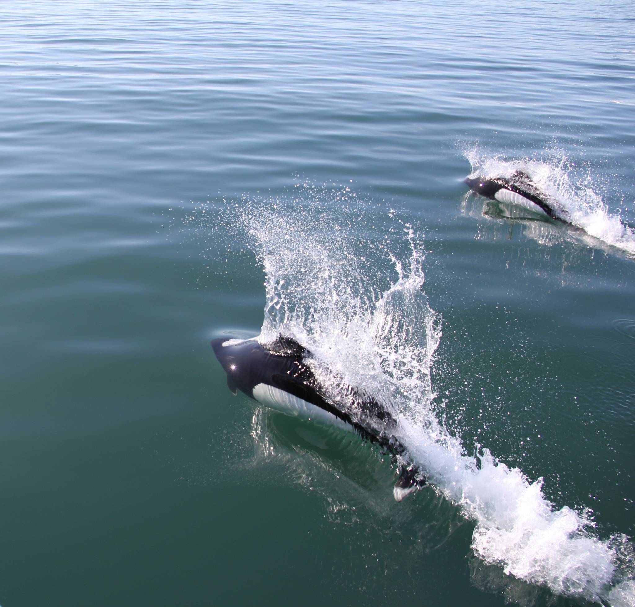 Dall’s porpoises swim in Southern Lynn Canal on May 11. Steve Parker said they were seen while returning to Auke Bay from St James Bay. “A group of about 20 Dall’s Porpoises escorted our sailboat for nearly 30 minutes on our way home,” Parker said. (Courtesy Photo | Steve Parker)