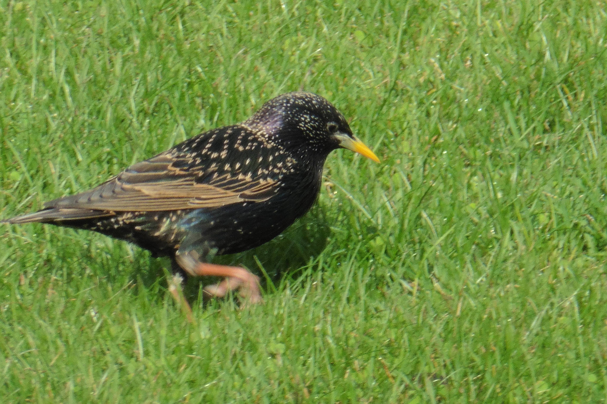 An invasive starling walks Mendenhall riverbank, May 7, 2020. “Mated pairs have been showing up for the last two weeks gathering nesting material,” writes David Athearn. “There goes the neighborhood.” (Courtesy Photo | David Athearn) David Athearn