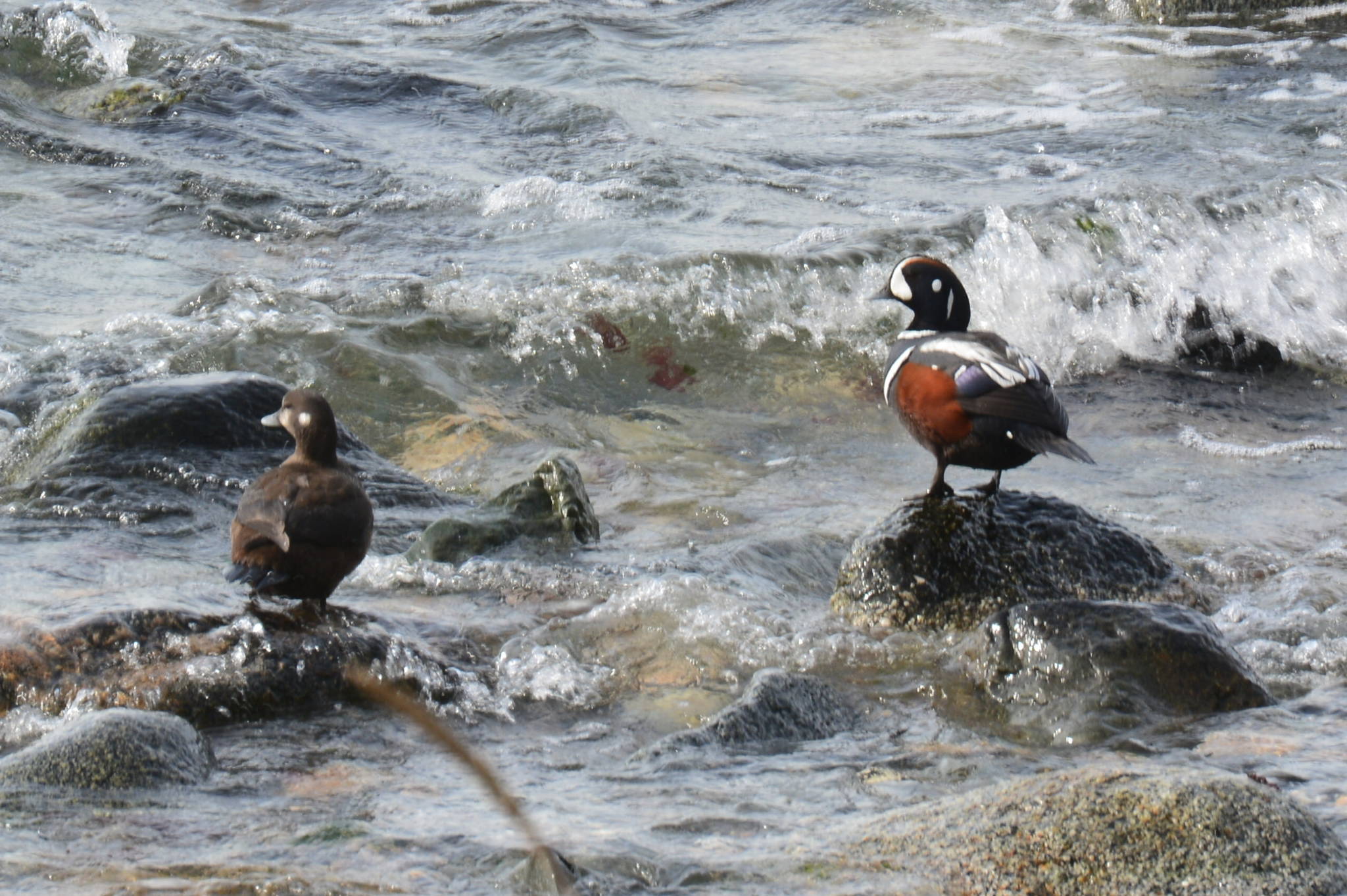 During early May ducks and other seabirds visited the north Shelter Island area to feed on small fish that were present in the area. This photo shows and male and female wood ducks taking a break from fishing in the near shore area. (Courtesy Photo | Jerry Reinwand)