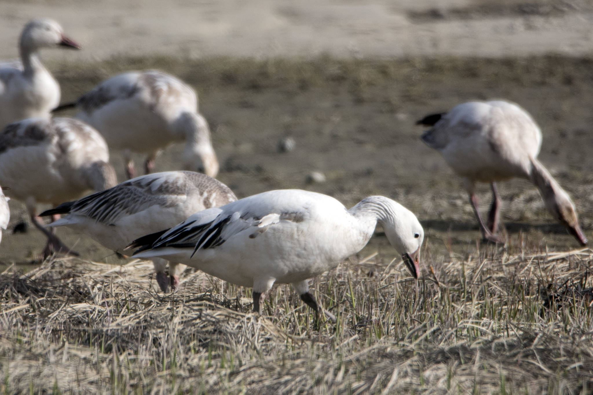 Snow geese feed on tidal grassland out on Eagle Beach on May 15. (Courtesy Photo | Kenneth Gill, gillfoto)