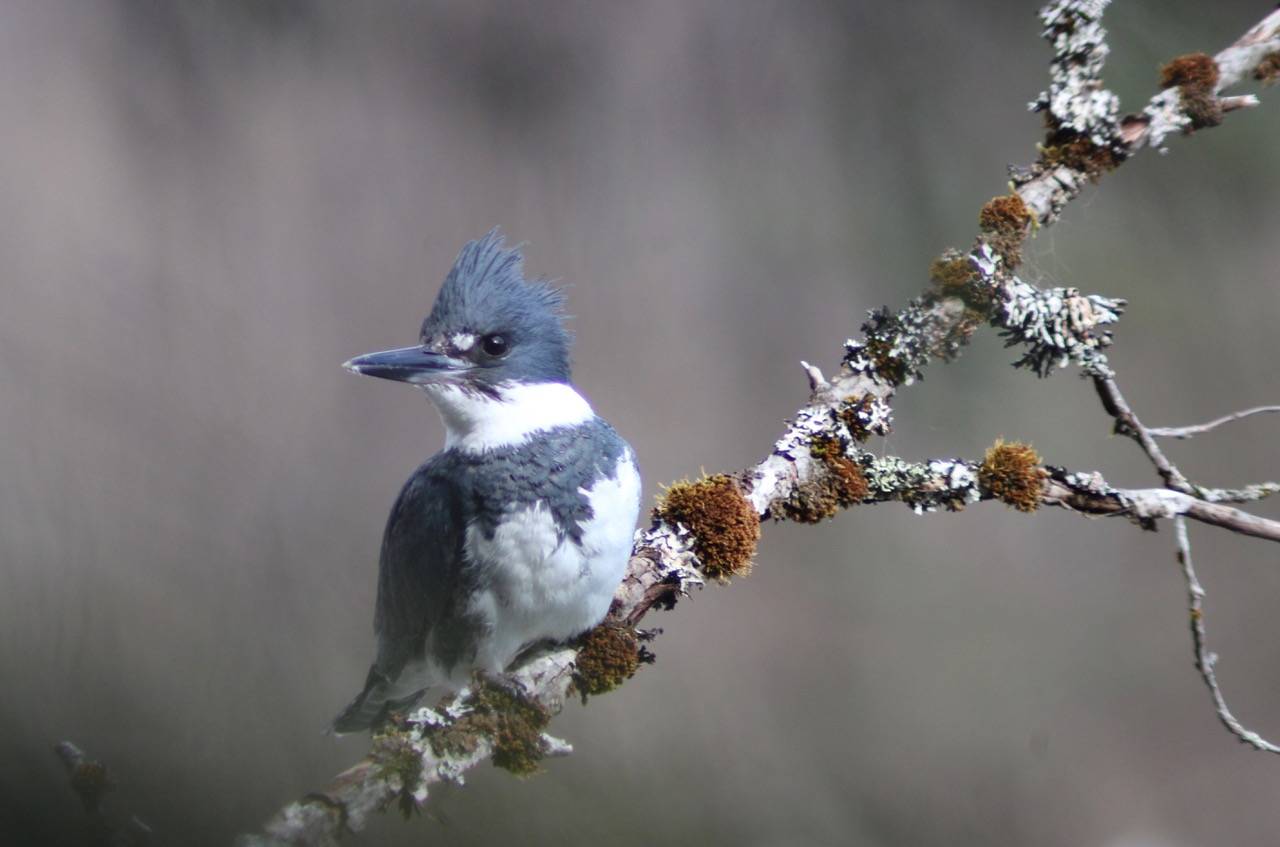 A belted kingfisher perches May 1 near Eagle Beach campground. “We felt lucky to be so close,” said Carolyn Kelley, who took the photo, in an email. “Maybe 15-20 feet. That was taken through the scrub trees.” (Courtesy Photo | Carolyn Kelley)