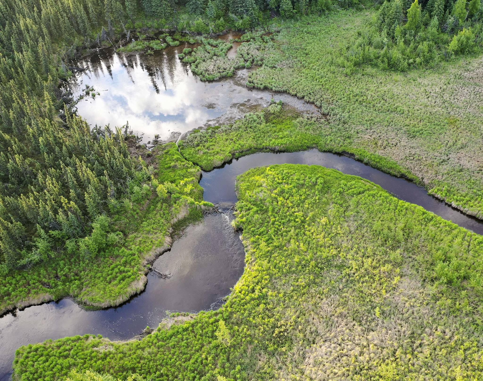 Courtesy Photo | Ken Tape                                This photo shows a view from above of a beaver dam on Goldstream Creek near Fairbanks.