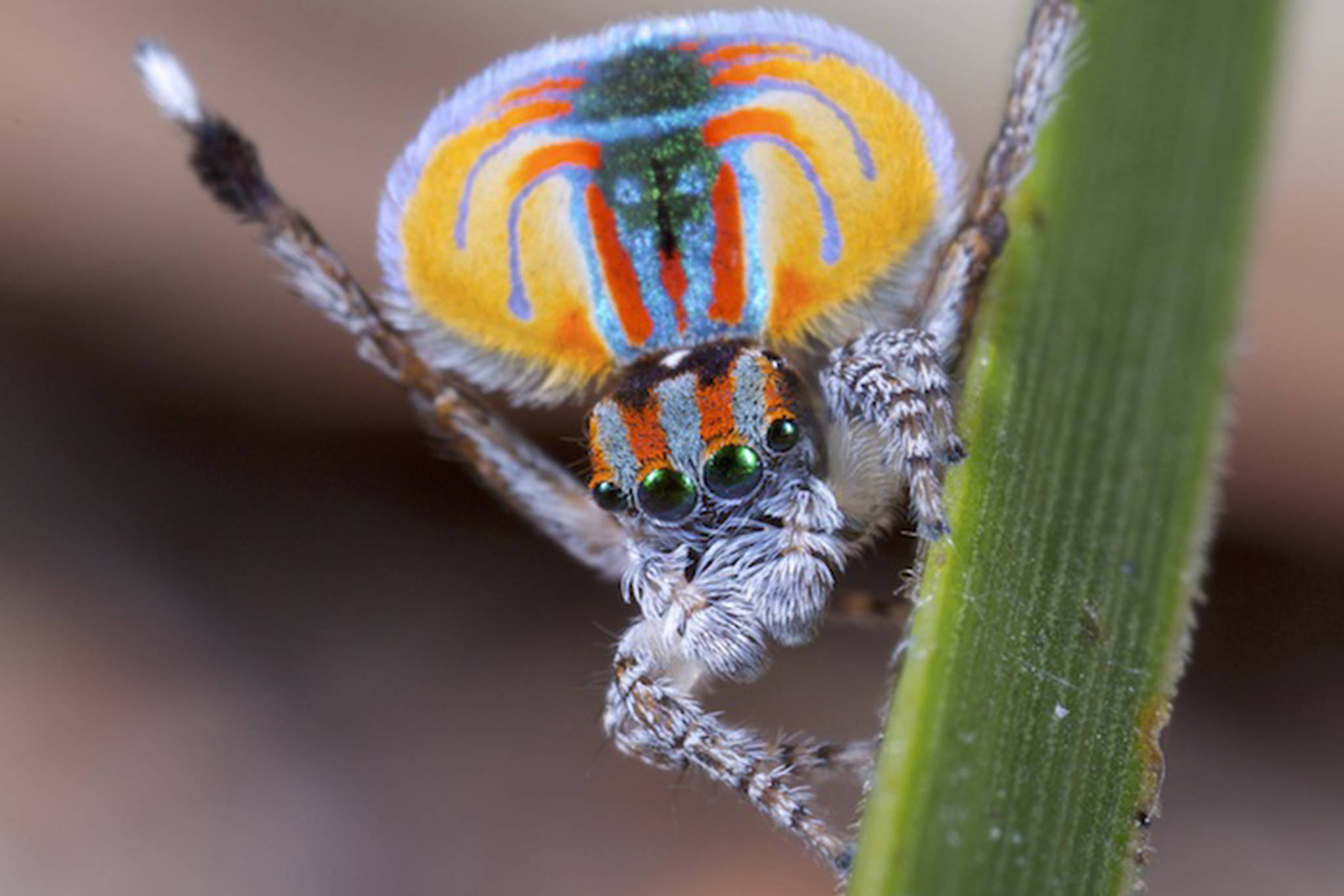 Courtesy Photo | Jürgen Otto via Creative Commons                                 Peacock spiders take their name from their showy courtship displays. The cost of failure in courtship is sometimes high for the spiders native to Australia. If a female is seriously offended by a male’s advances, she might eat him.