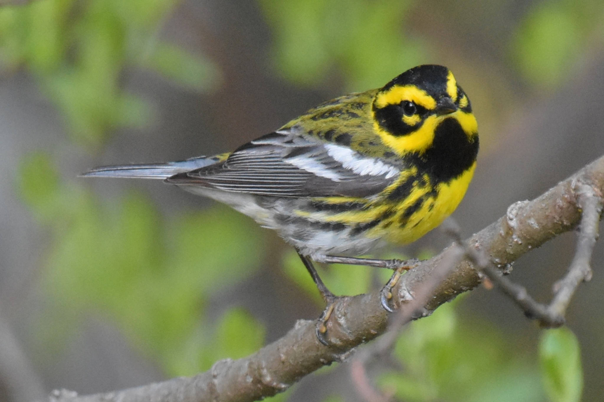 The Townsend’s warbler is a migratory bird that just returned to Juneau. They winter in Mexico and can be found singing on local trails and wooded neighborhoods. (Courtesy Photo | Gwen Baluss)