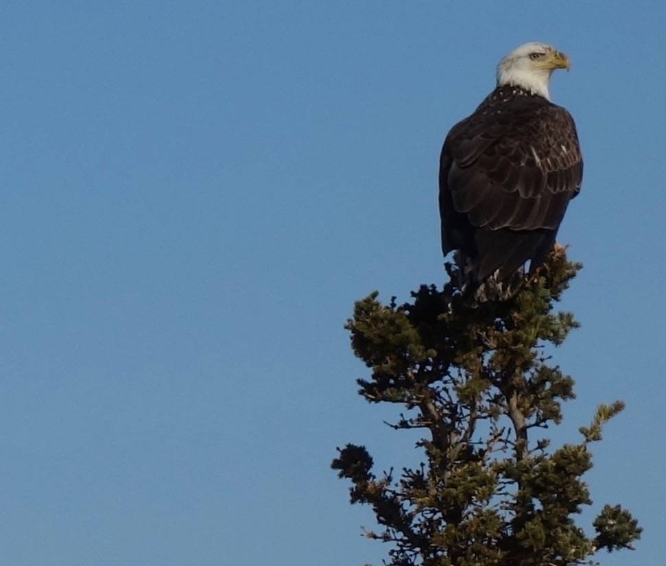 We have been grounded, birds have not