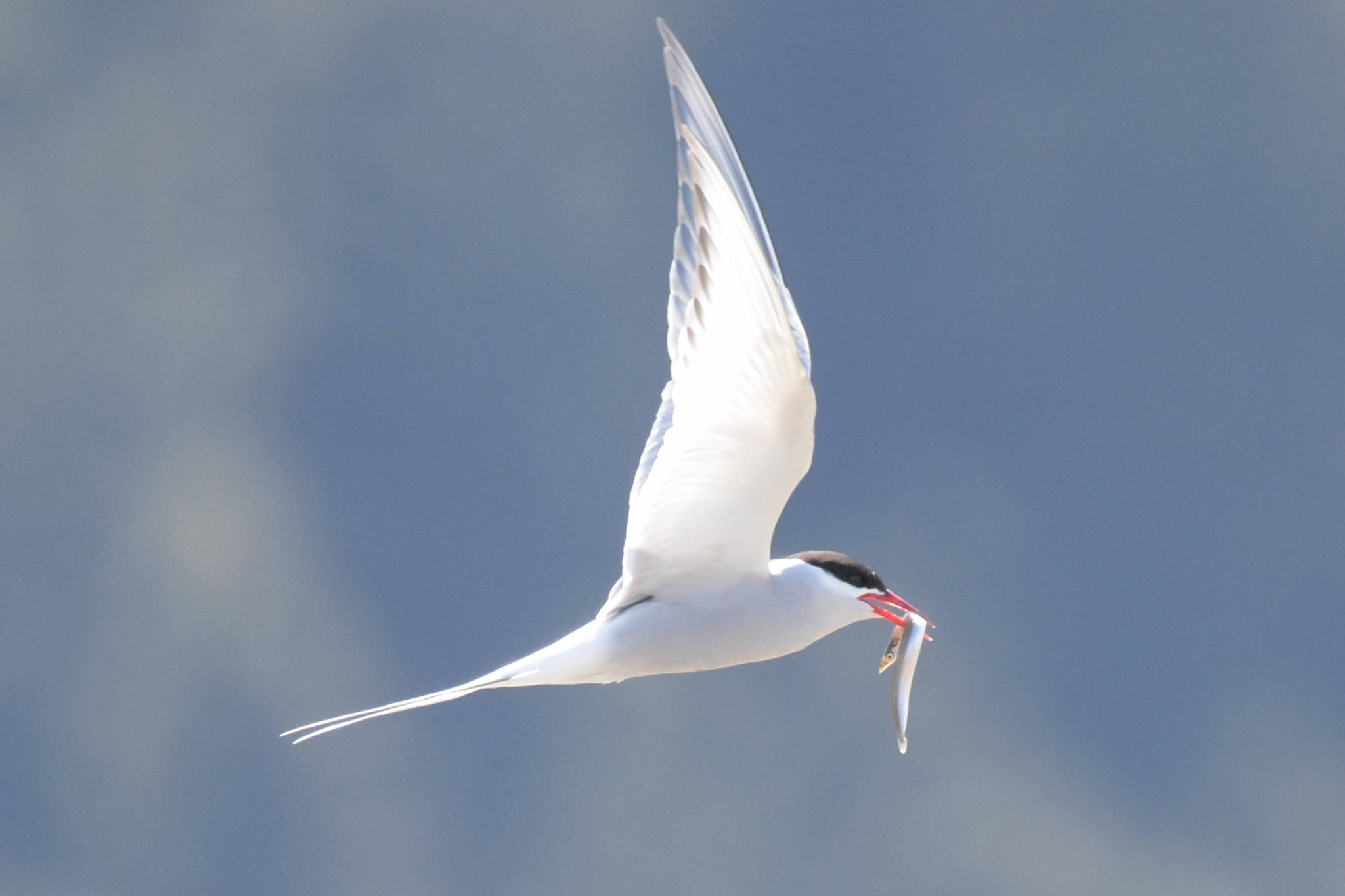 An Arctic tern flies with a sand lance in its mouth. the birds have one of the longest migrations in the world and nest for the summer in Juneau, where they mate and lay eggs. (Courtesy Photo | Gwen Baluss)
