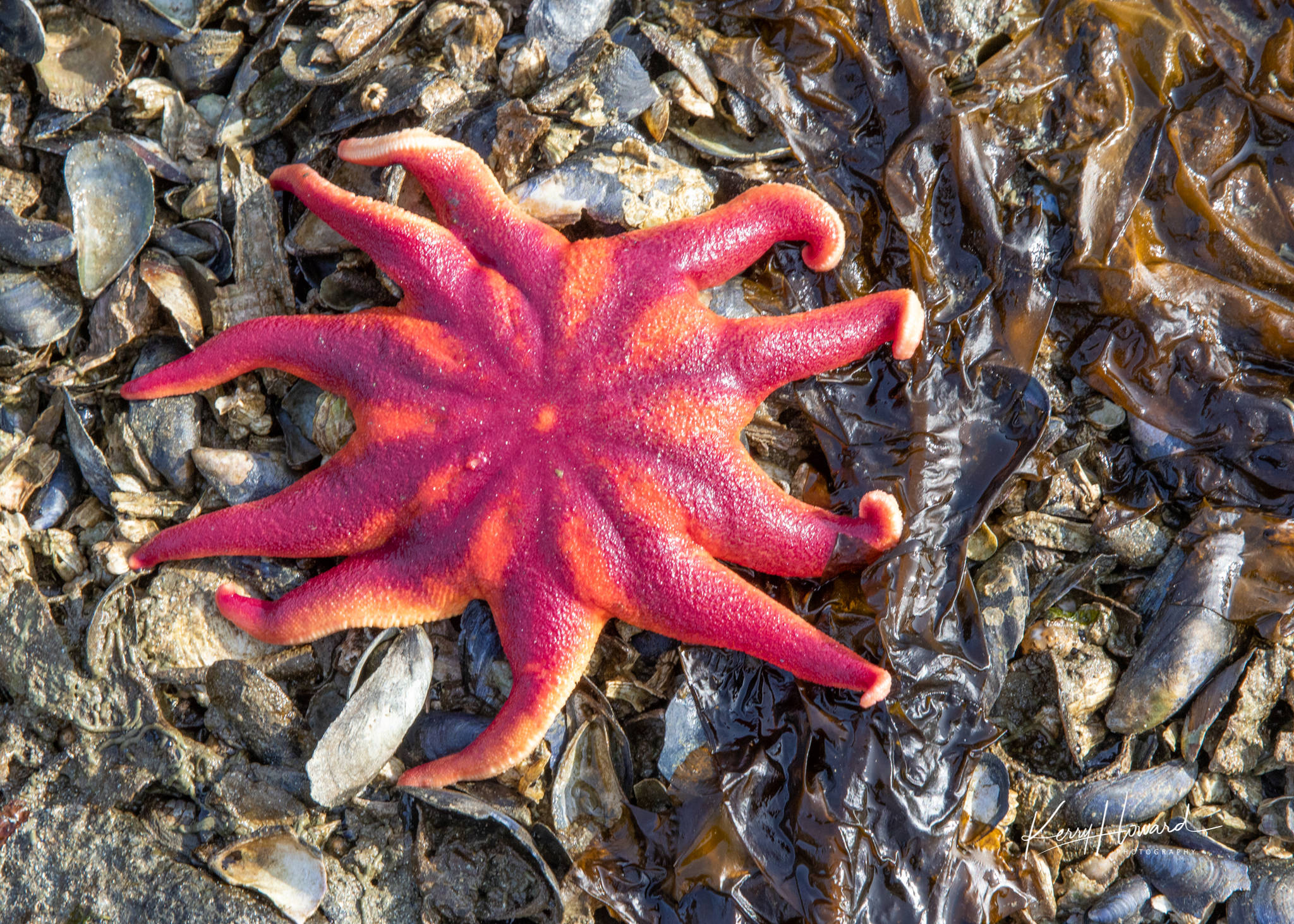 Courtesy Photos | Kerry Howard                                 A colorful sunstar is one of the colorful sights that can be seen in Southeast Alaska.