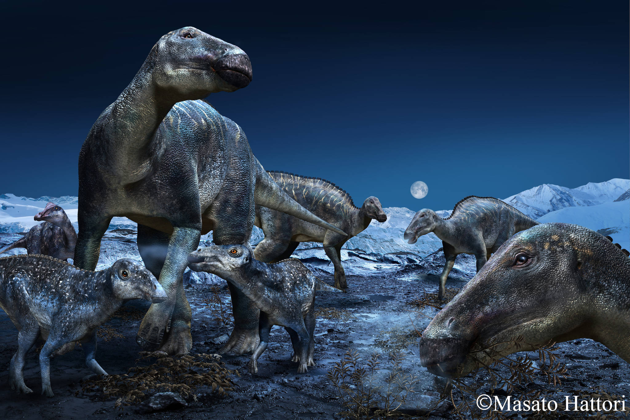 Courtesy Image | Masato Hattori                                 An artist’s rendering depicts a duck-billed, plant-eating dinosaur that was once common from Alaska to Colorado.
