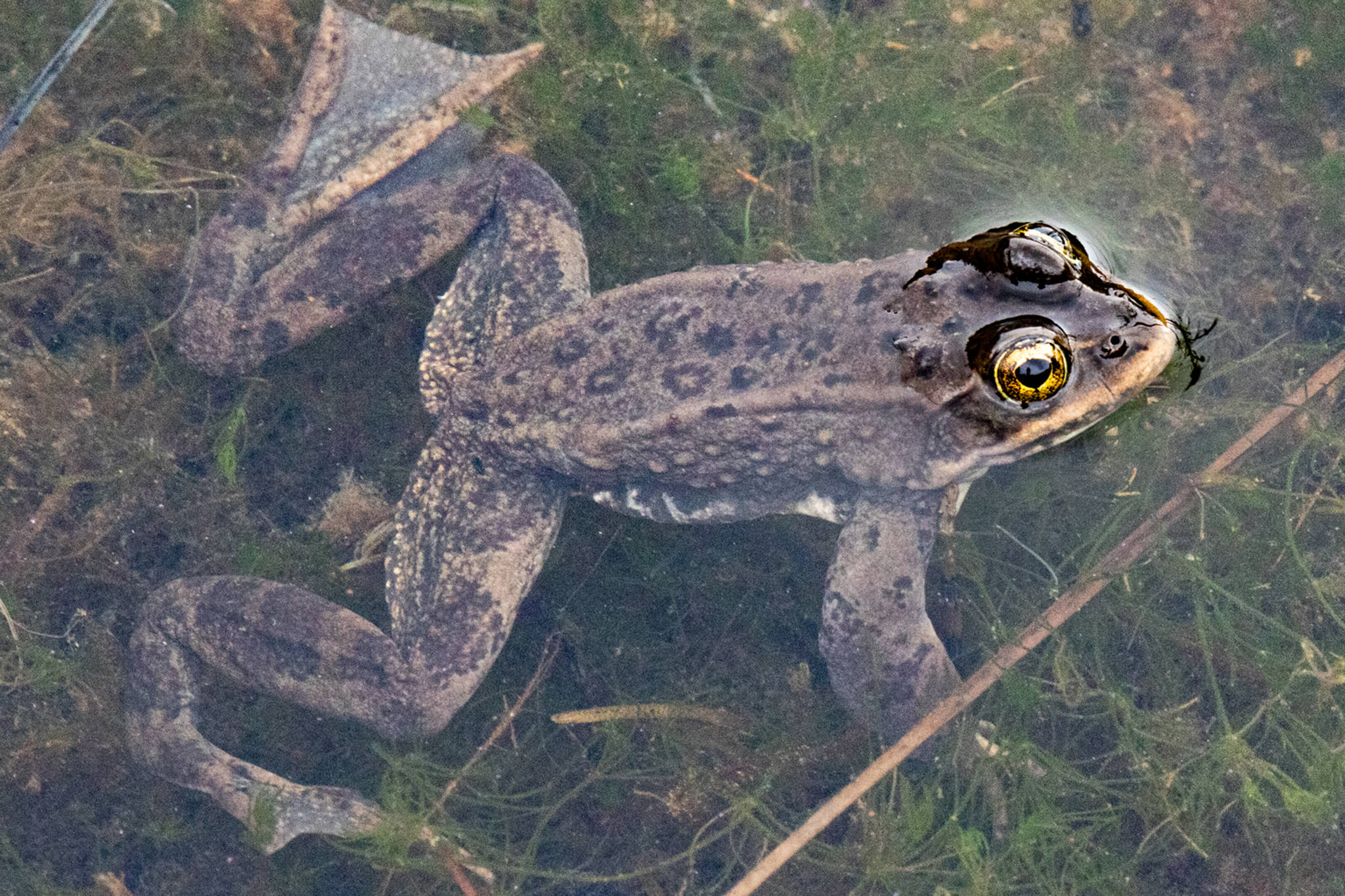 A spotted frog readies to go a courting after emerging for the season. Columbia spotted frogs hibernate in ponds, springs, beaver dams and under stream cut-banks where it doesn’t freeze and moisture has adequate dissolved oxygen for them to breathe (through the skin). (Courtesy Photo | Kerry Howard)