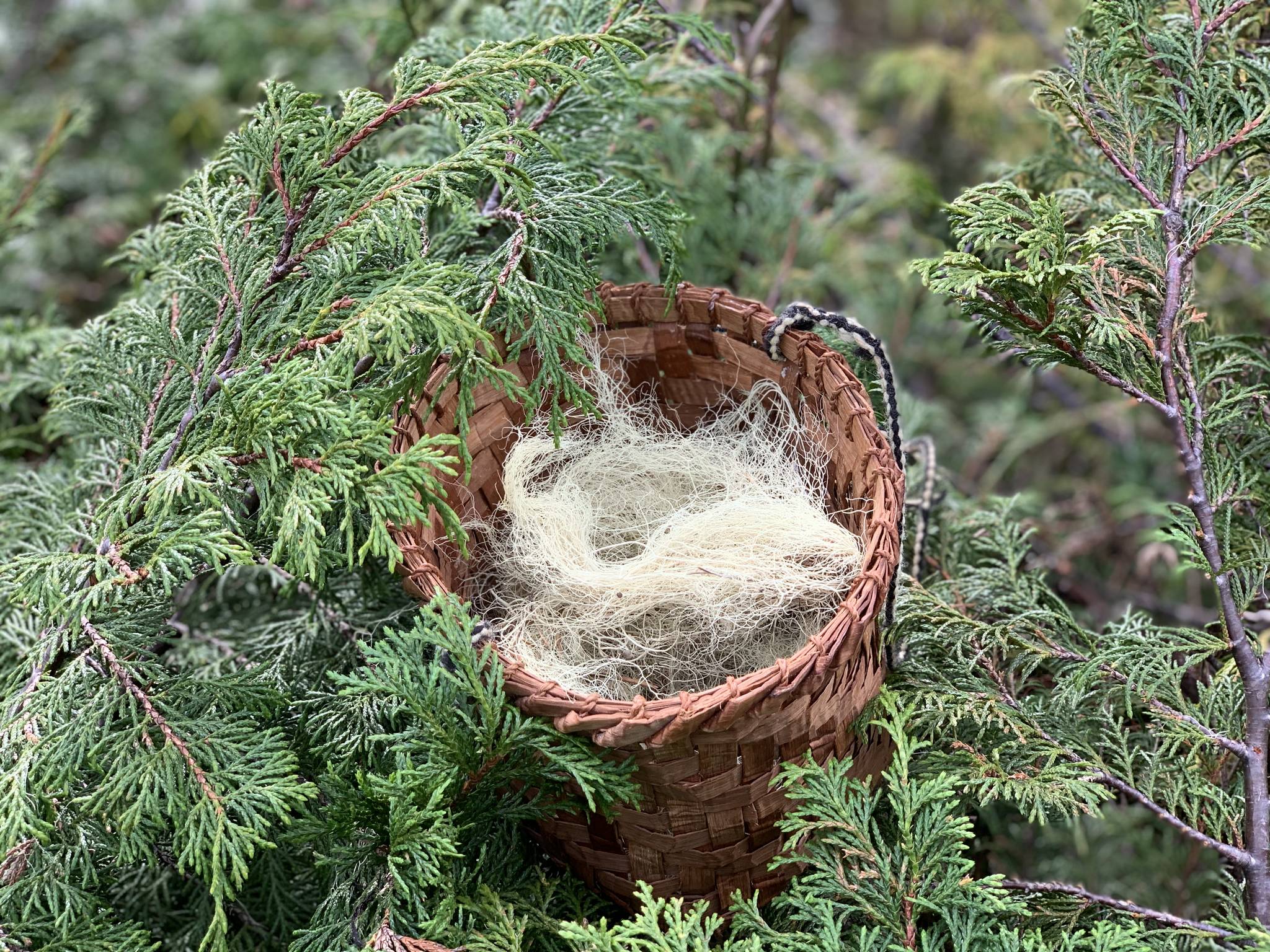 photos by Vivian Faith Prescott | For the Capital City Weekly                                 This basket holds Angel Hair in yellow cedar.
