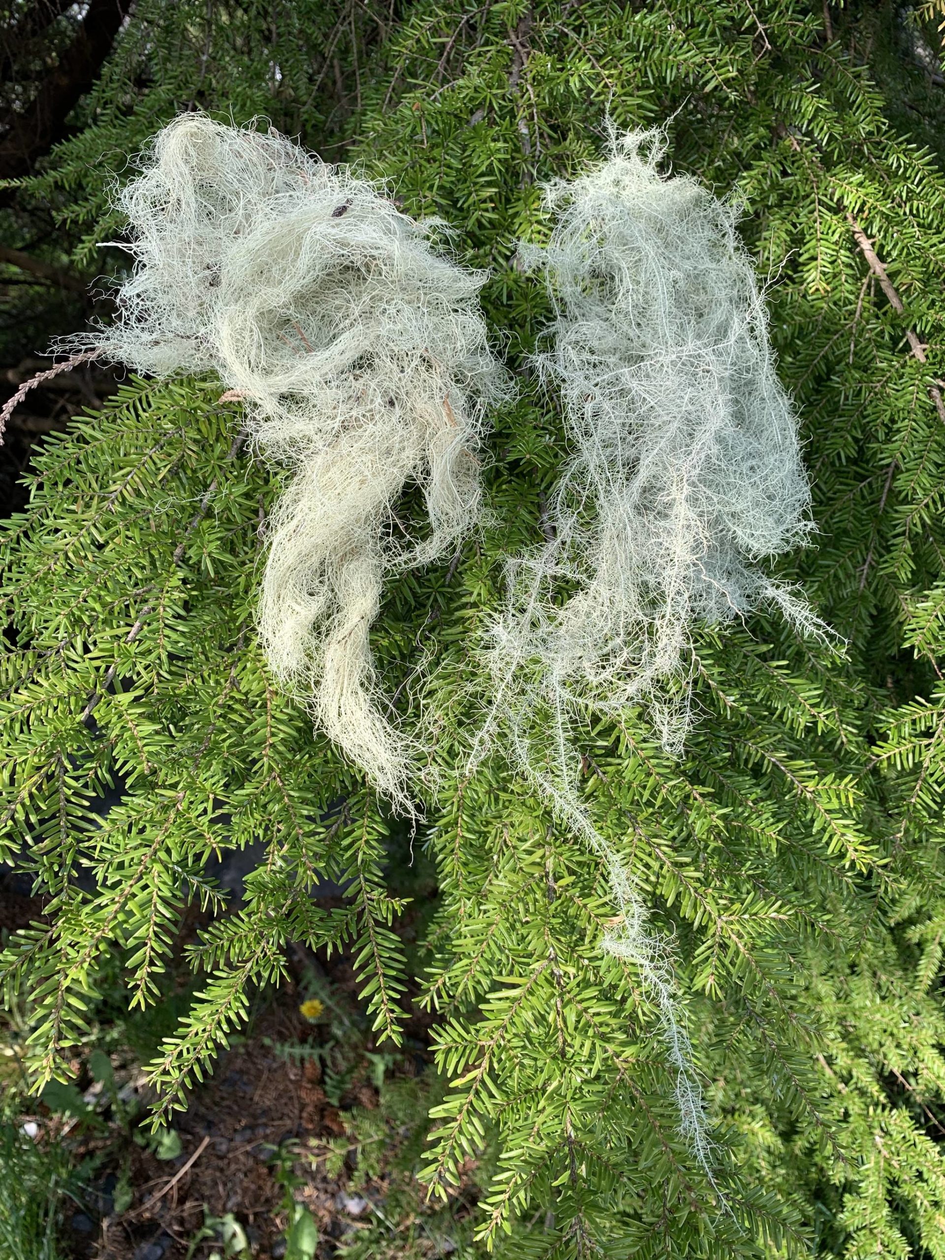 While they look similar, these are two types of hanging moss. On the left is Angel Hair, and on the right is Usnea, or Old Man’s Beard. (Vivian Faith Prescott | For the Capital City Weekly)