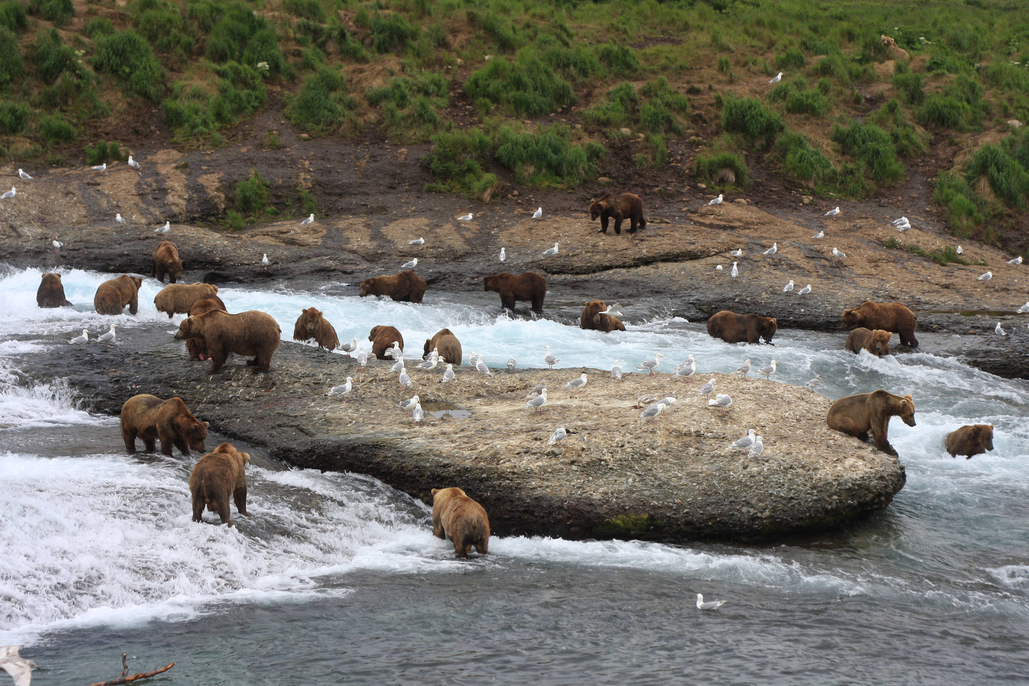 Courtesy Photo | Drew Hamilton                                 Brown bears congergated on McNeil River.