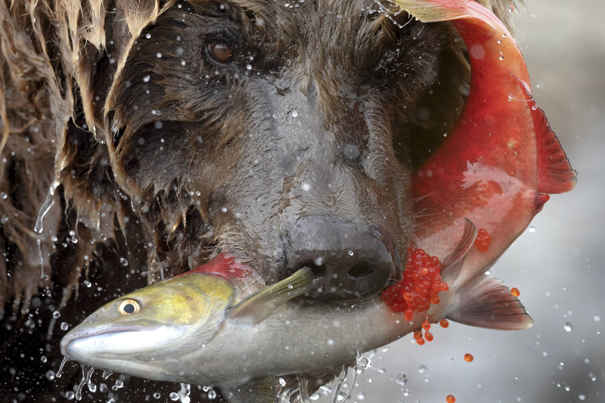 A brown bear chomps on a sockeye salmon on the Alaska Peninsula. (Courtesy Photo | Drew Hamilton)