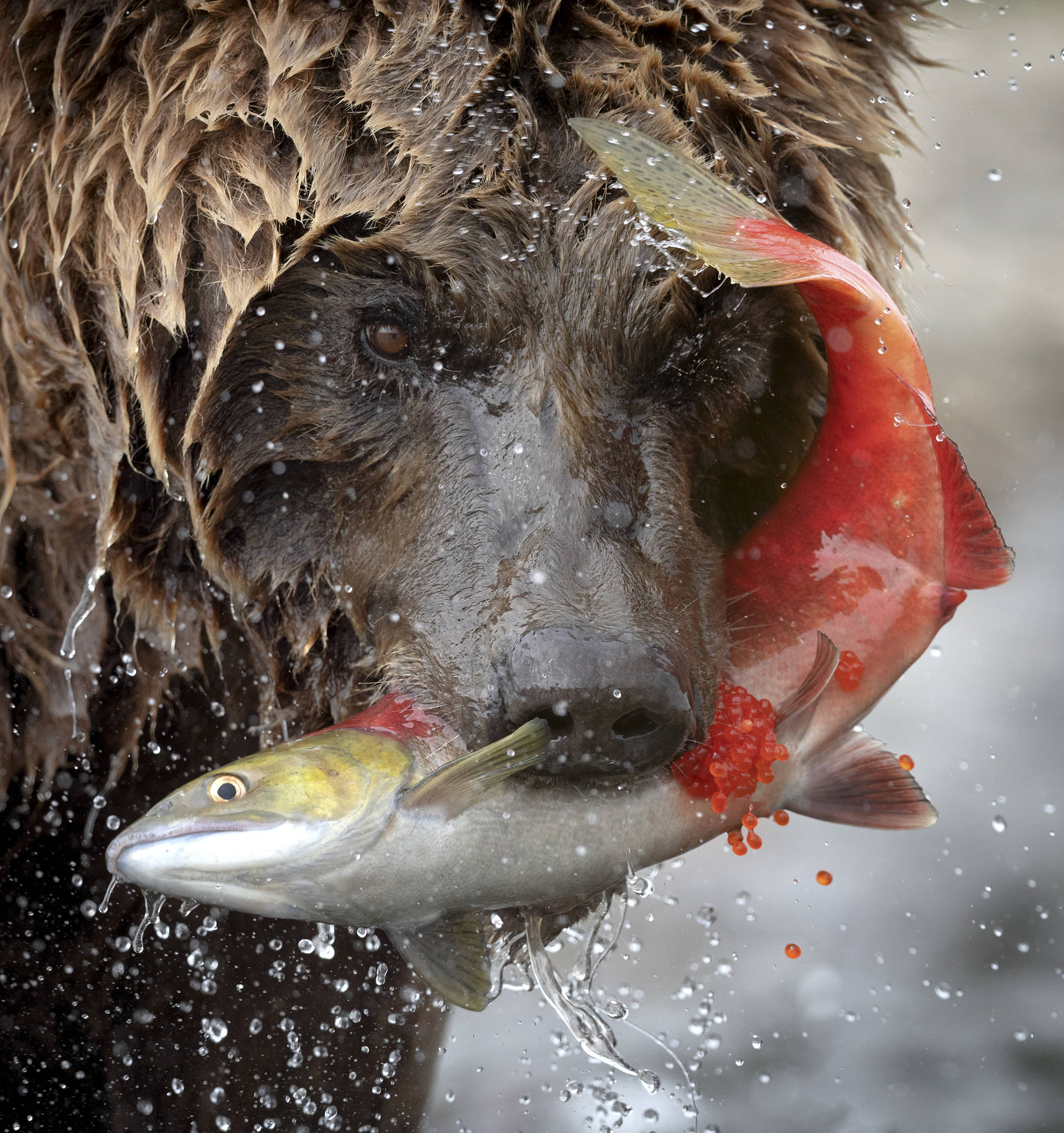 Courtesy Photo | Drew Hamilton                                 A brown bear chomps on a sockeye salmon on the Alaska Peninsula.