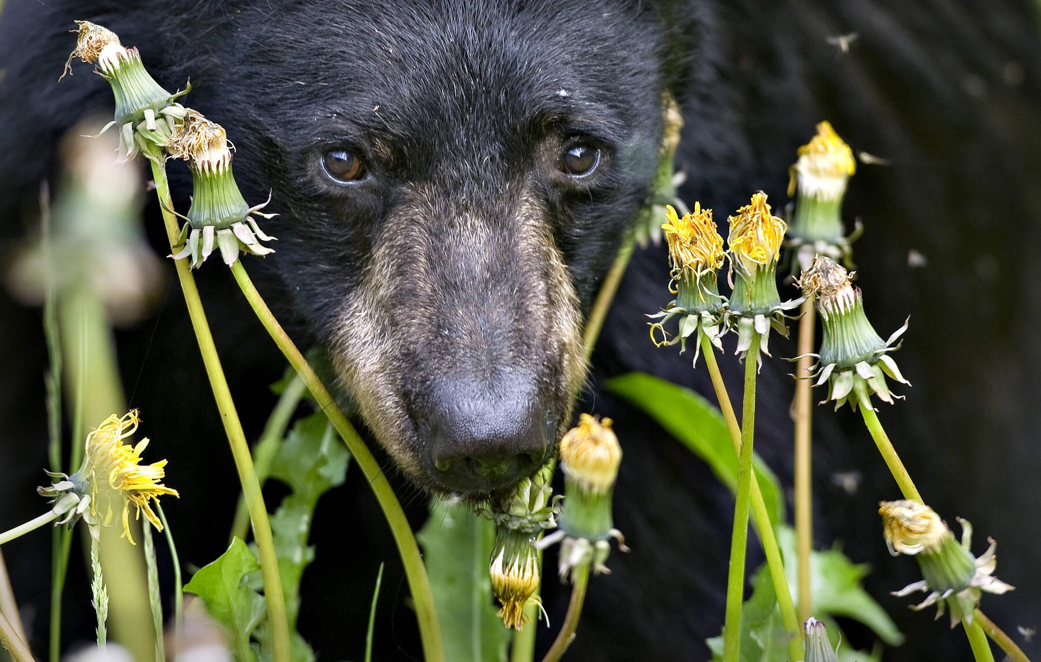 A black bear feeds on dandelions near Peterson Creek in this August 2018 photo. (Michael Penn | Juneau Empire File)