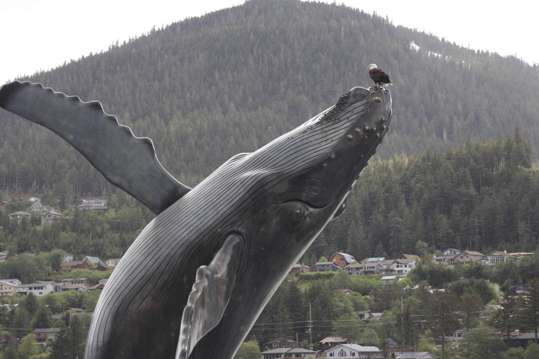 A bald eagle perches on top of the whale statue at Mayor Bill Overstreet Park on May 26, 2020. The pump rooms for the whale have been repaired after being damaged by flooding last October, but theywill remain turned off for now to save costs and discourage gatherings. (Michael S. Lockett | Juneau Empire)