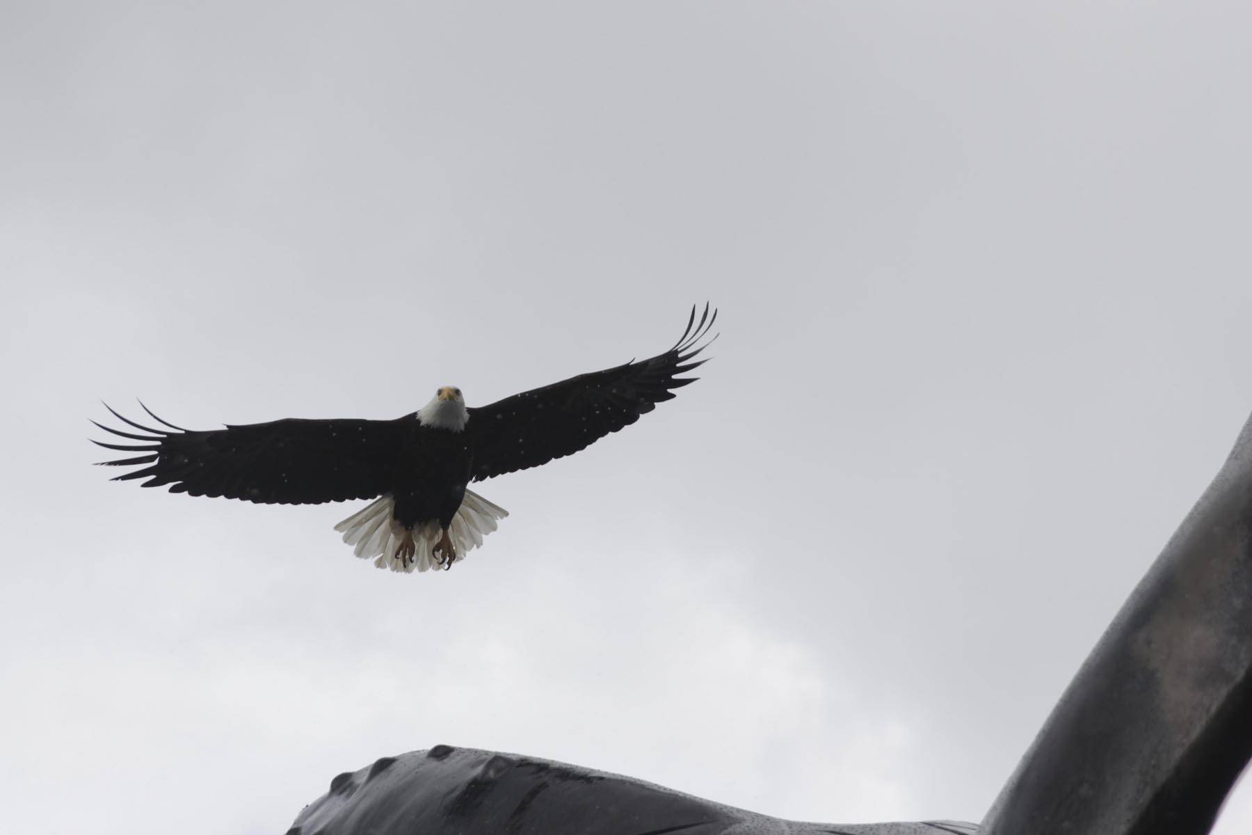 A bald eagle takes off from the top of the whale statue at Mayor Bill Overstreet Park on May 26, 2020. The pump rooms for the whale have been repaired after being damaged by flooding last October, but will remain turned off for now to save costs and discourage gatherings.(Michael S. Lockett | Juneau Empire)
